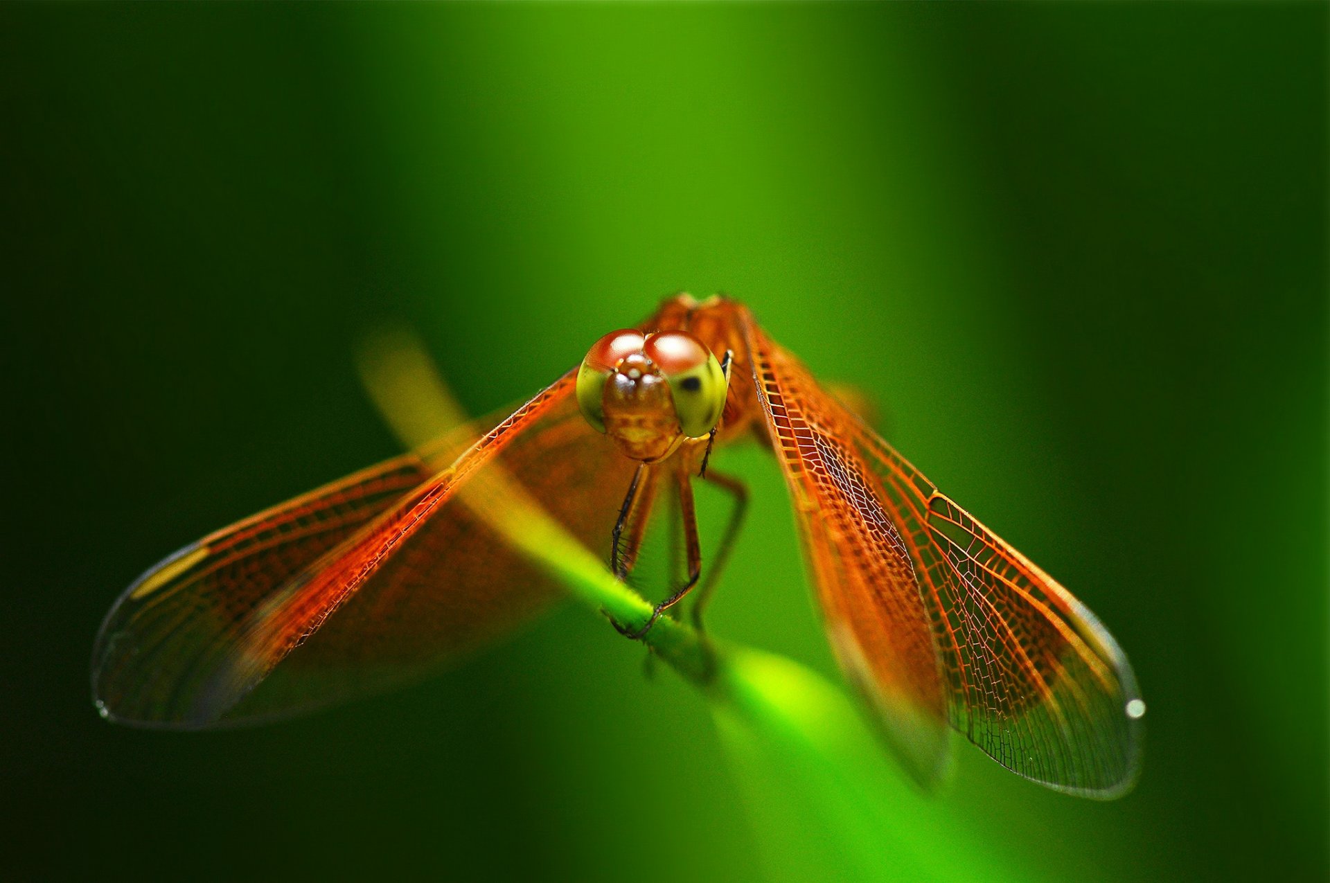 hierba insecto libélula rojo