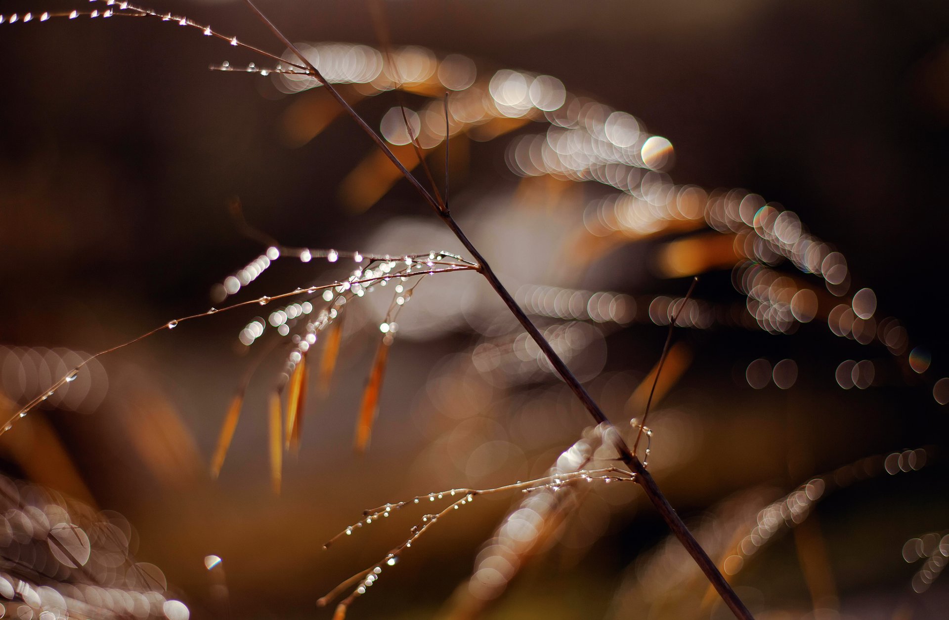 close up grass branch drops light rosa reflections bokeh