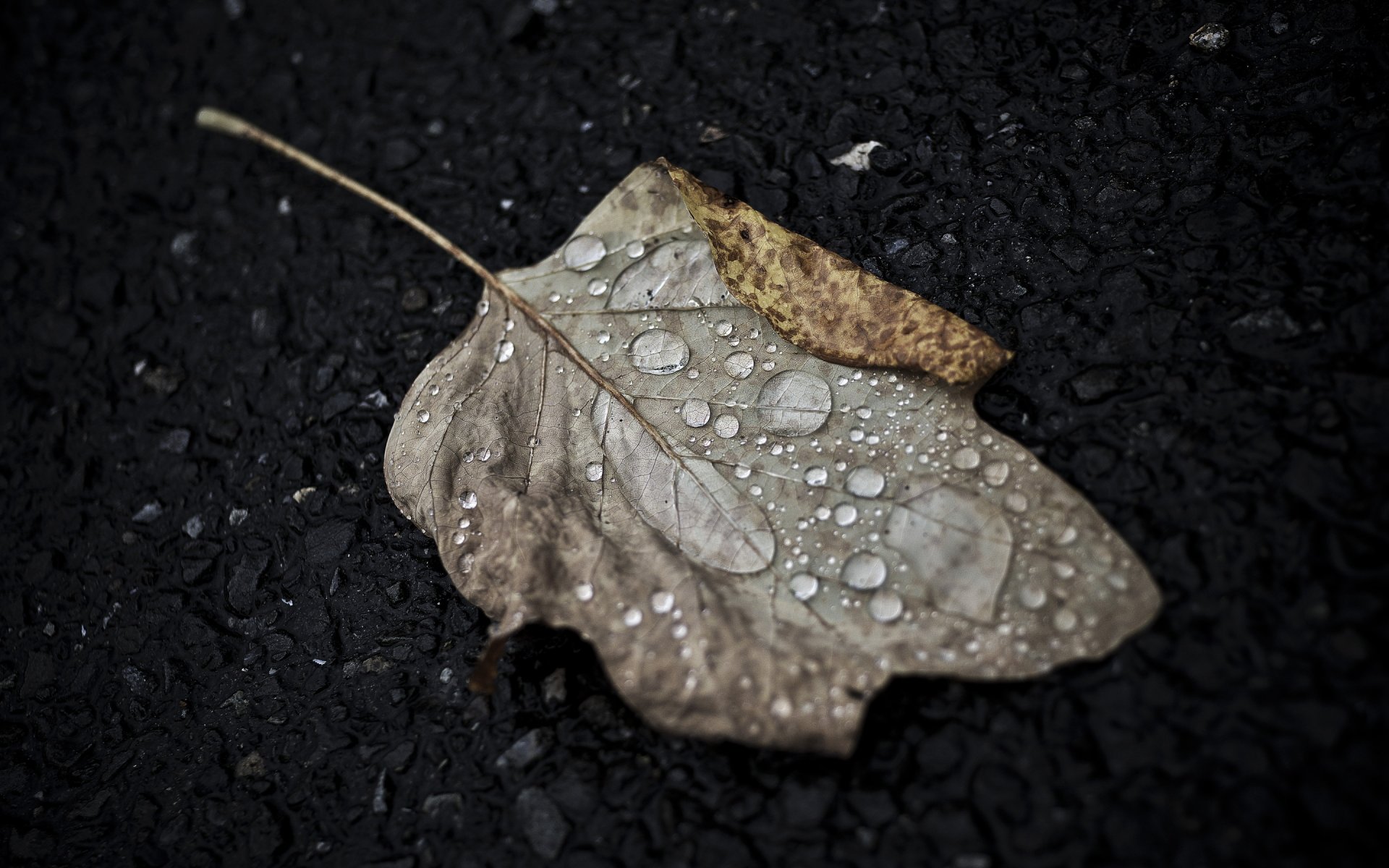 hoja gotas otoño macro