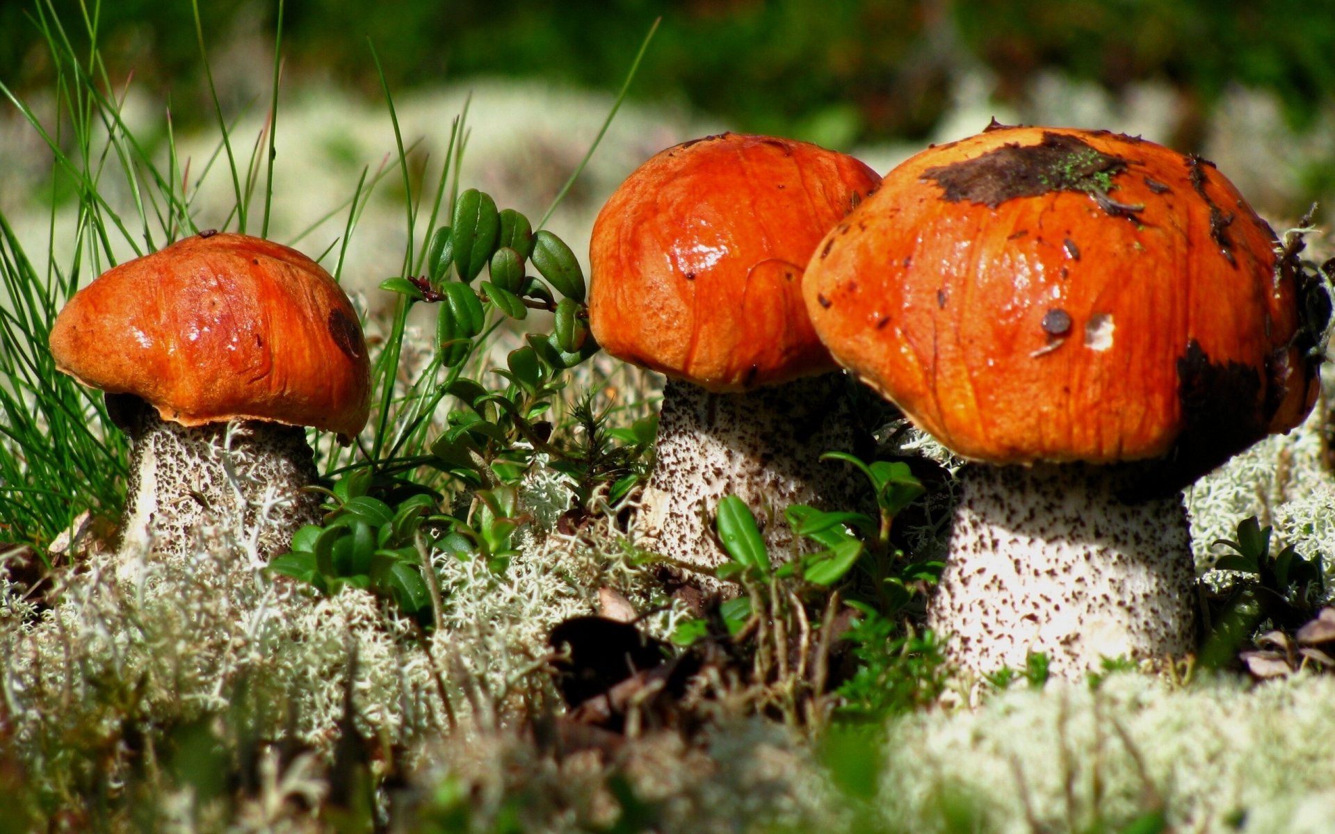 macro porcini funghi