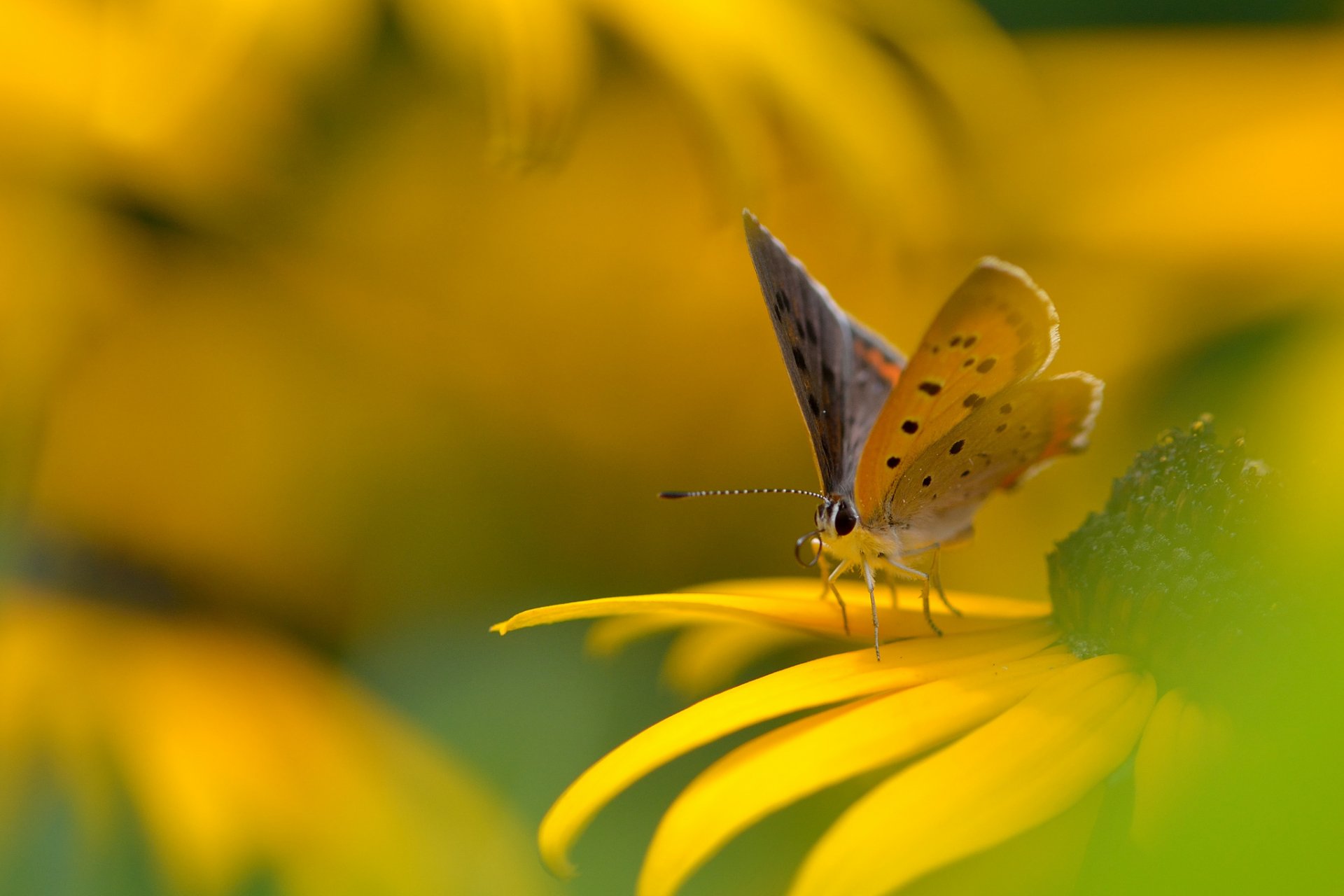 flor amarillo rudbeckia mariposa fondo