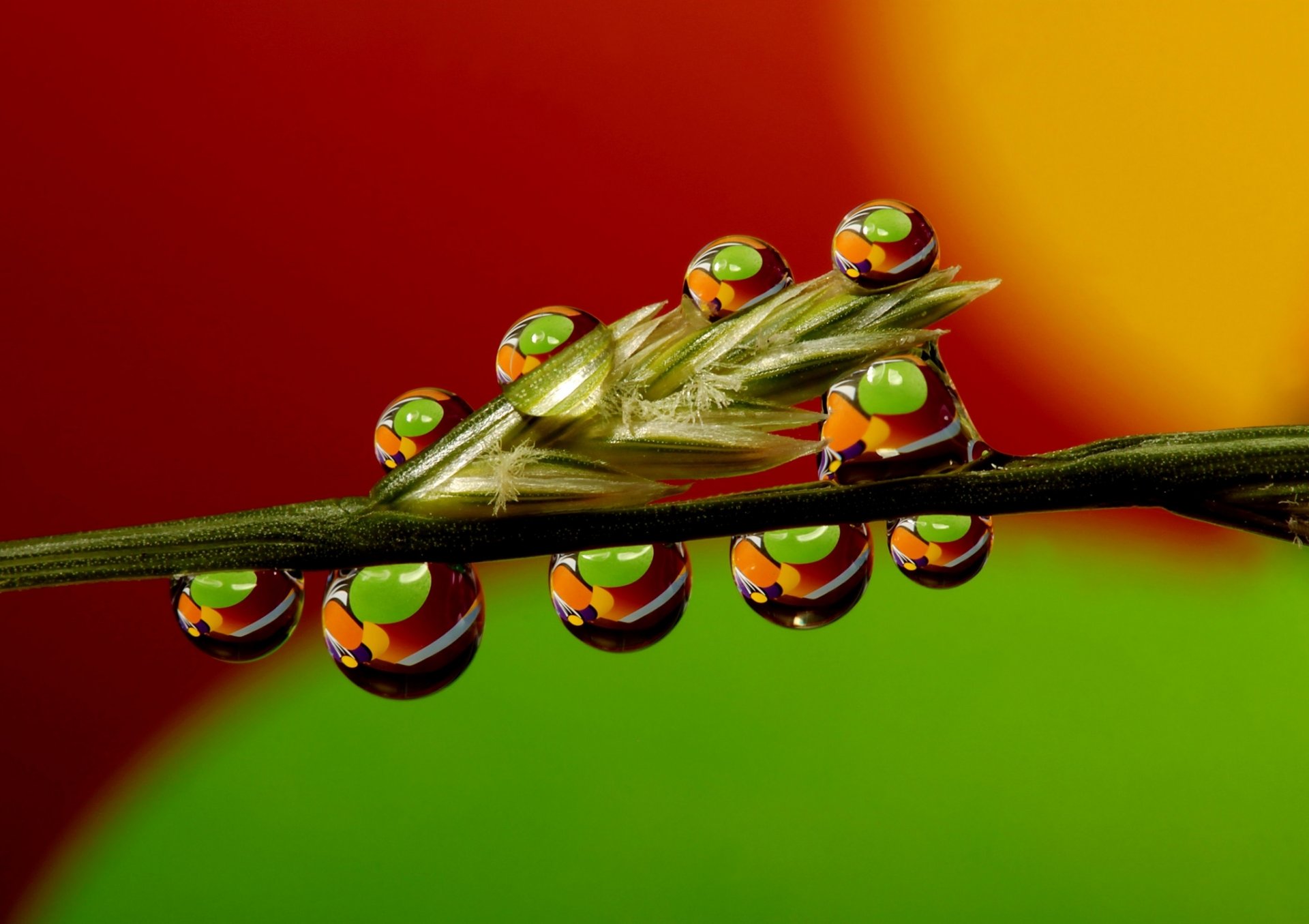 grass the stem rosa drops water close up