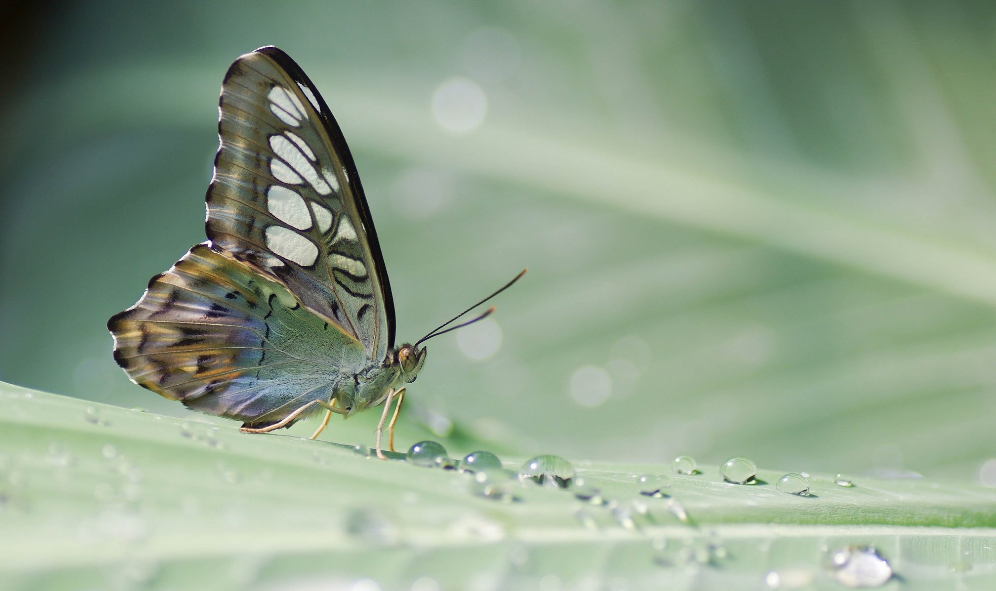 butterfly tropical sheet plant drops rosa