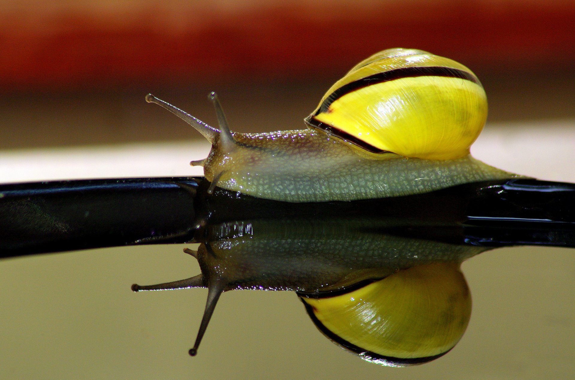 lumaca acqua riflessione