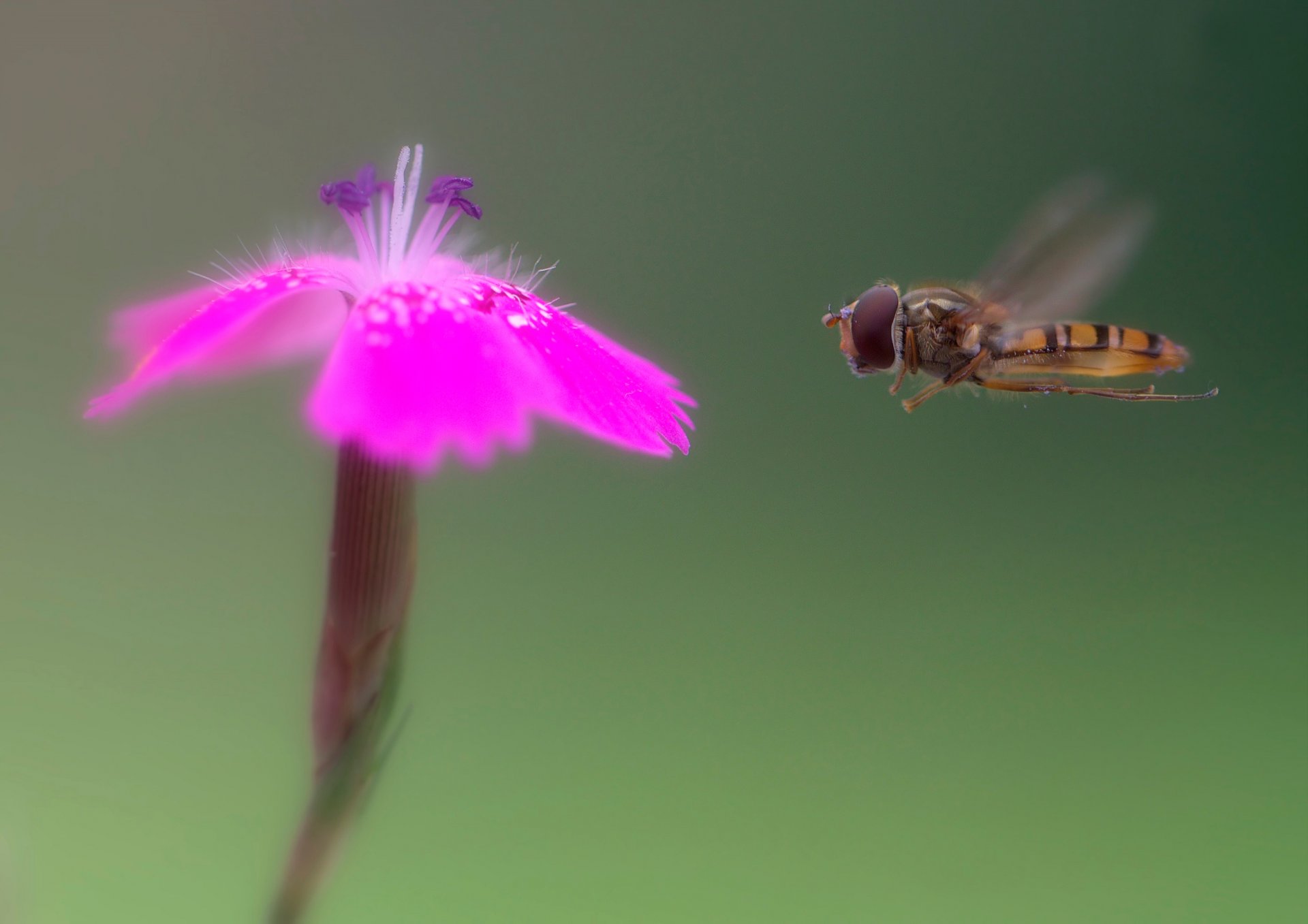 fliege blume