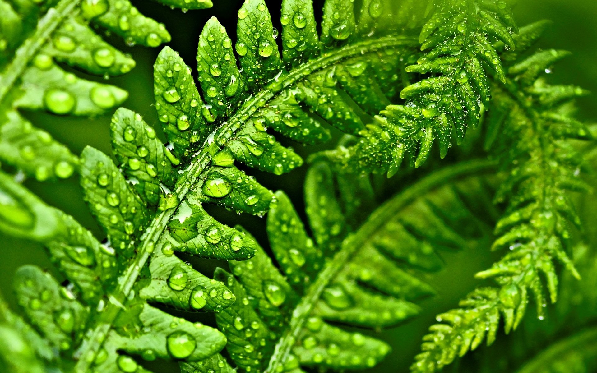 macro feuille feuilles vert macro gouttes eau rosée fond papier peint écran large plein écran écran large écran large