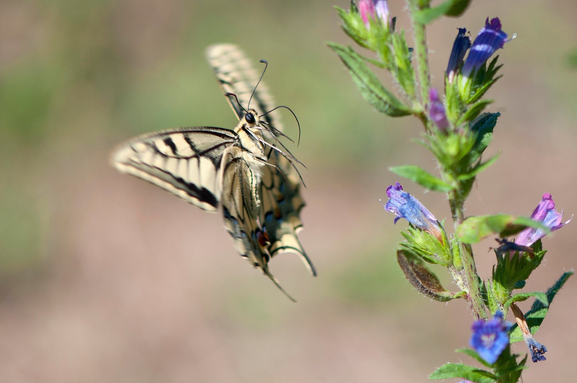 gałąź kwiaty motyl machaon w locie