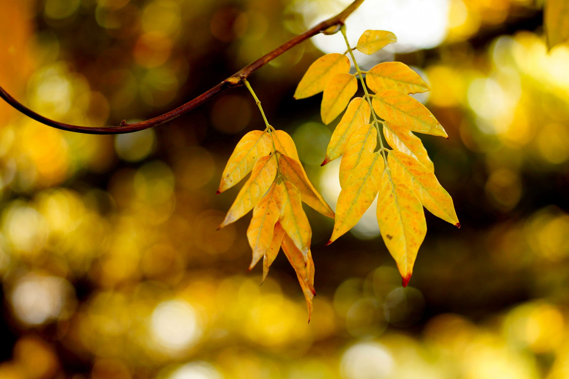 zweig blätter herbst blendung