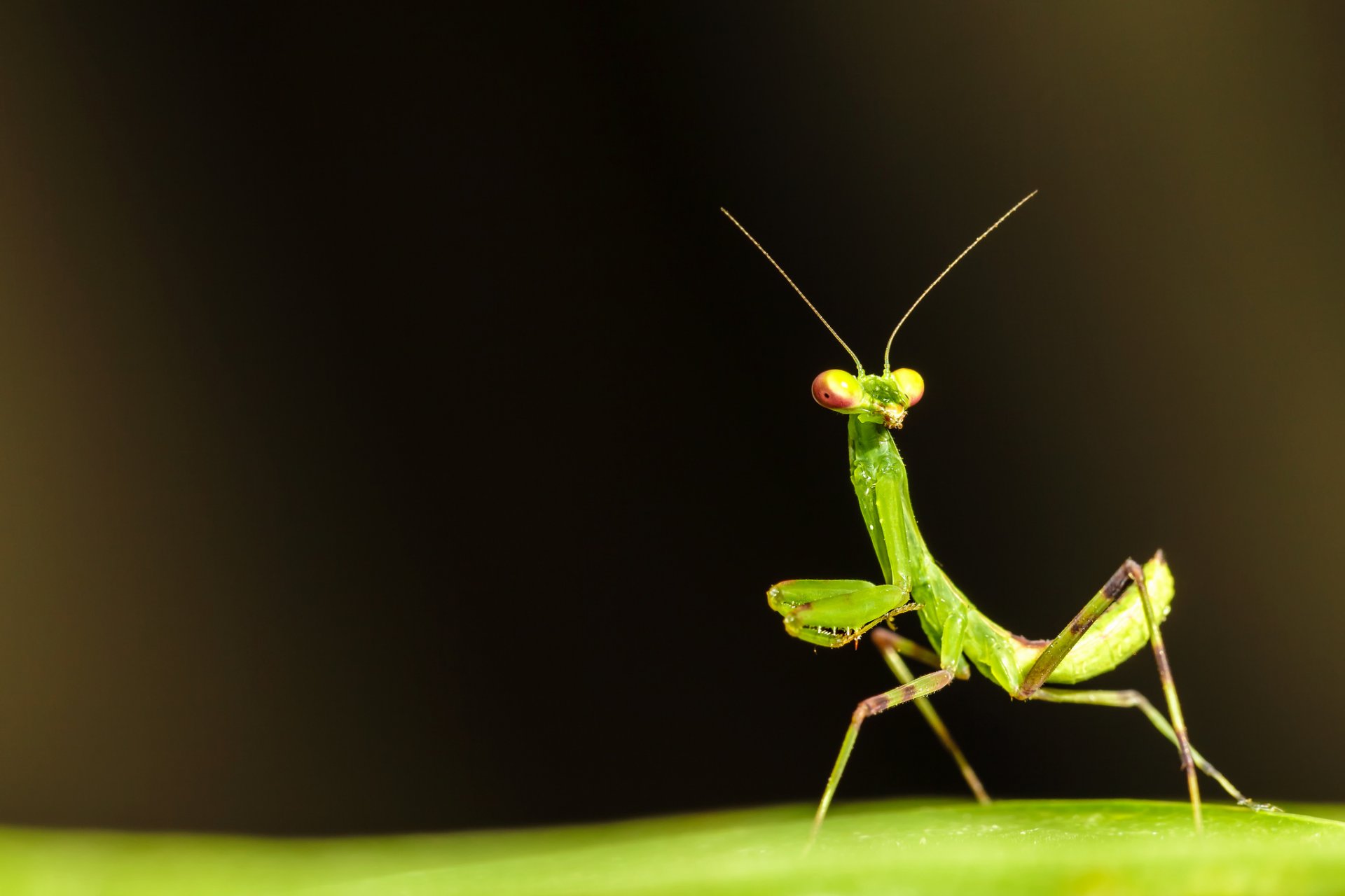 mante insecte vert feuille surface vrilles