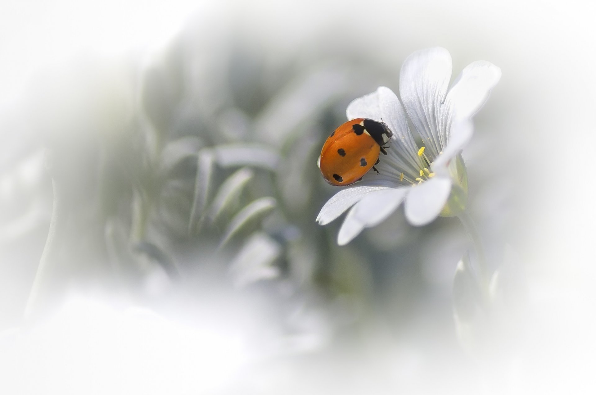 blume weiß marienkäfer hintergrund unschärfe