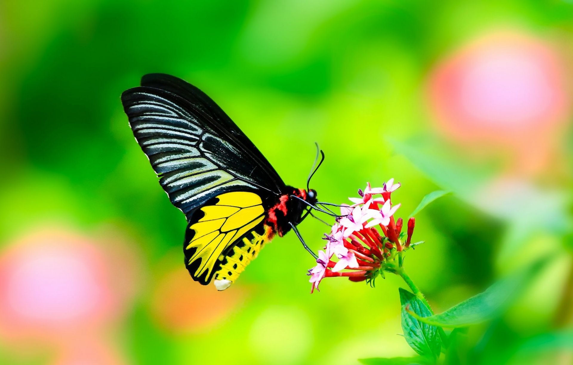 close up butterfly wings flower leave