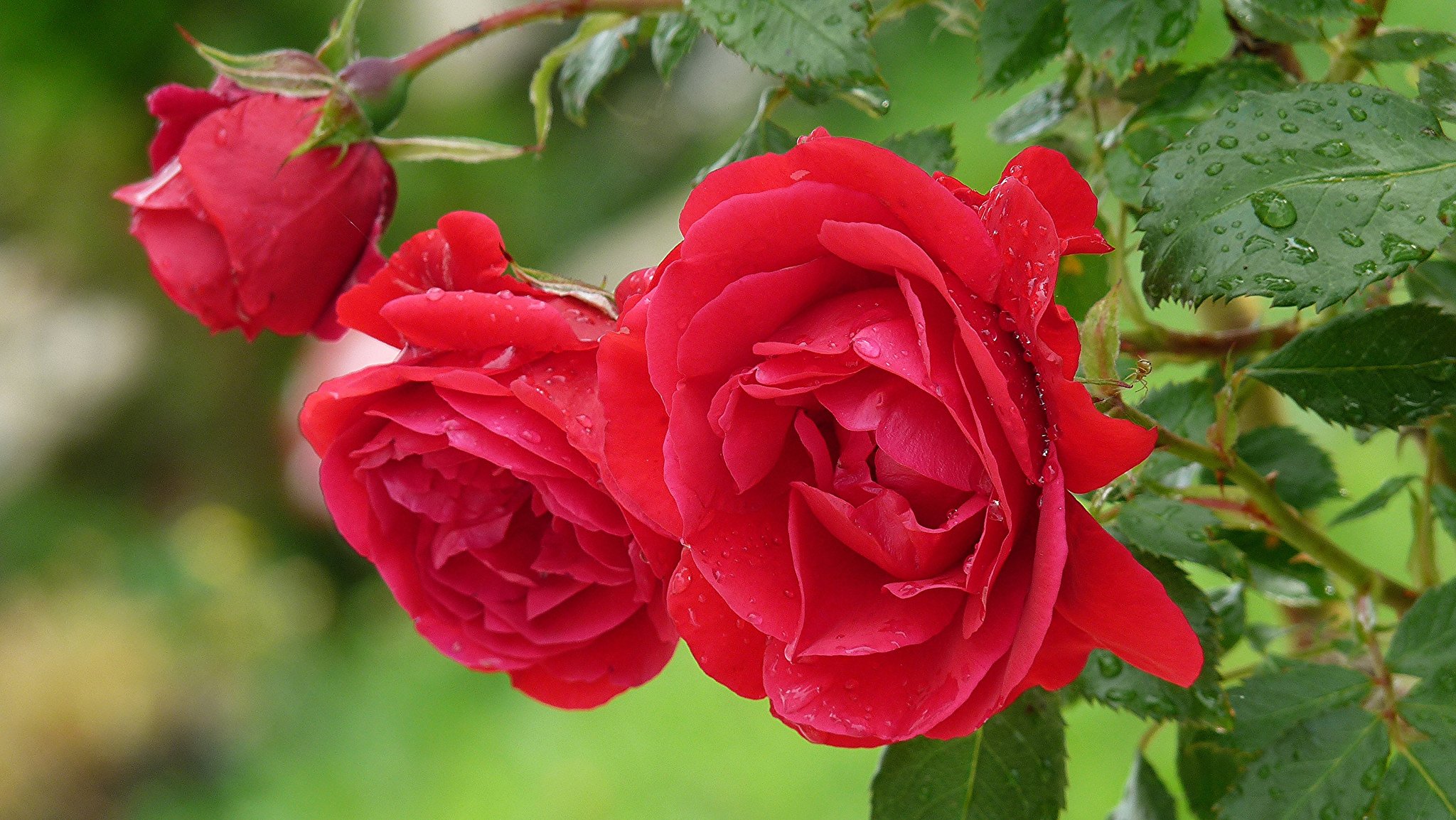 blumen rose busch blütenblätter blätter wasser tropfen tau