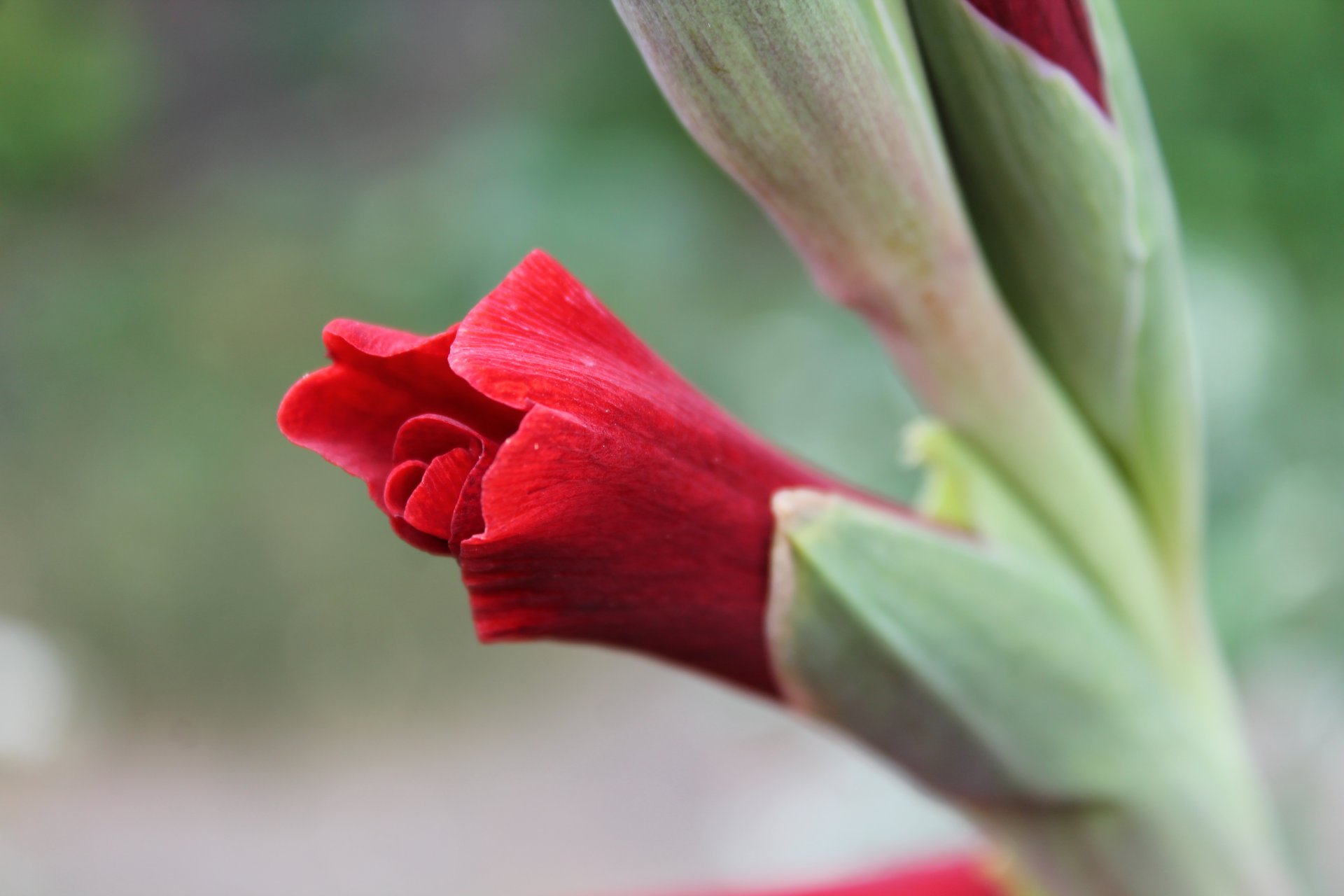 blumen blume rot knospe pflanze pflanzen schönheit grüns makro gladiolen gladiolen zärtlichkeit