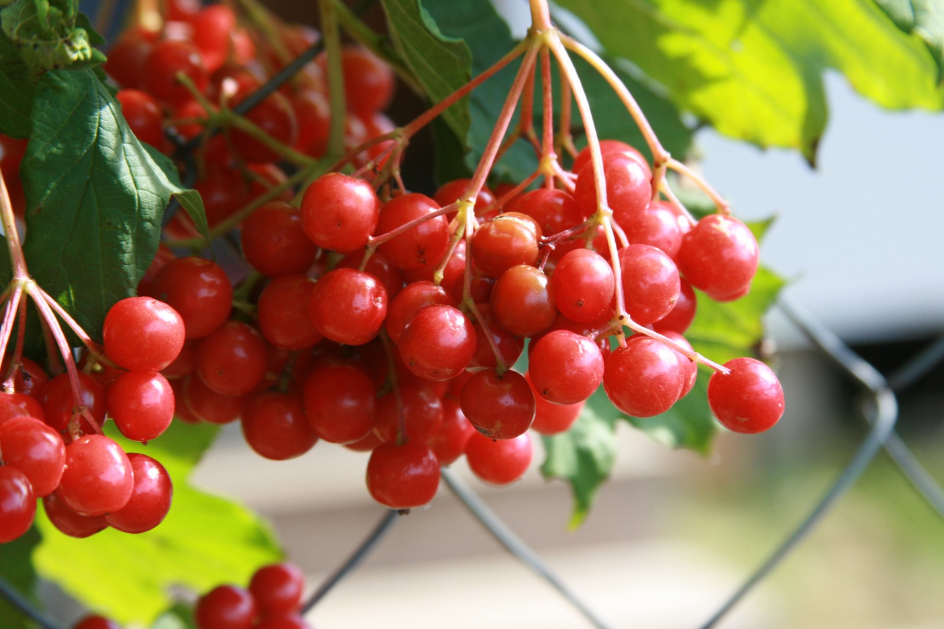 sfondo carta da parati macro natura viburno pianta bacche villaggio autunno rosso