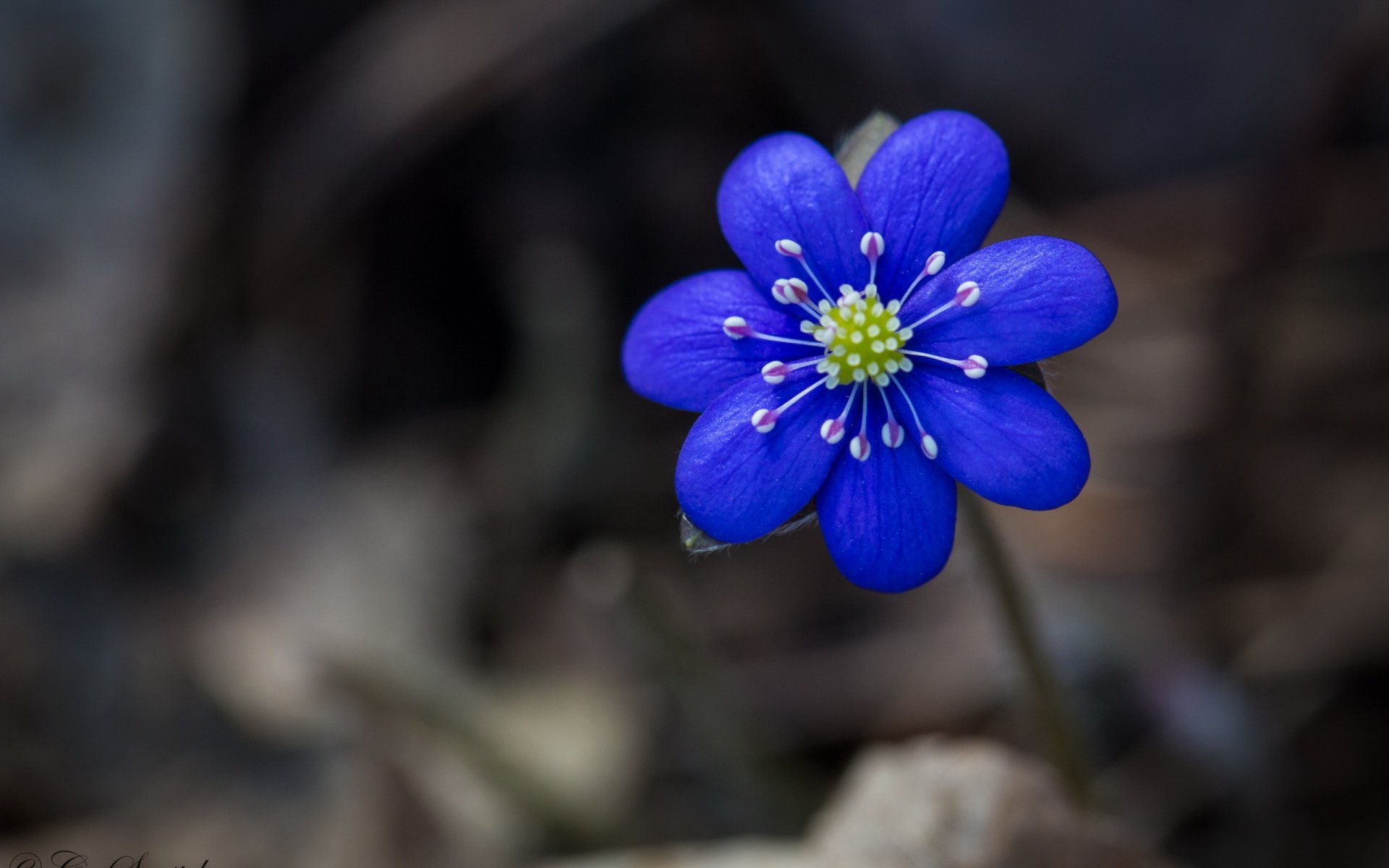 fleur gros plan bleu bokeh