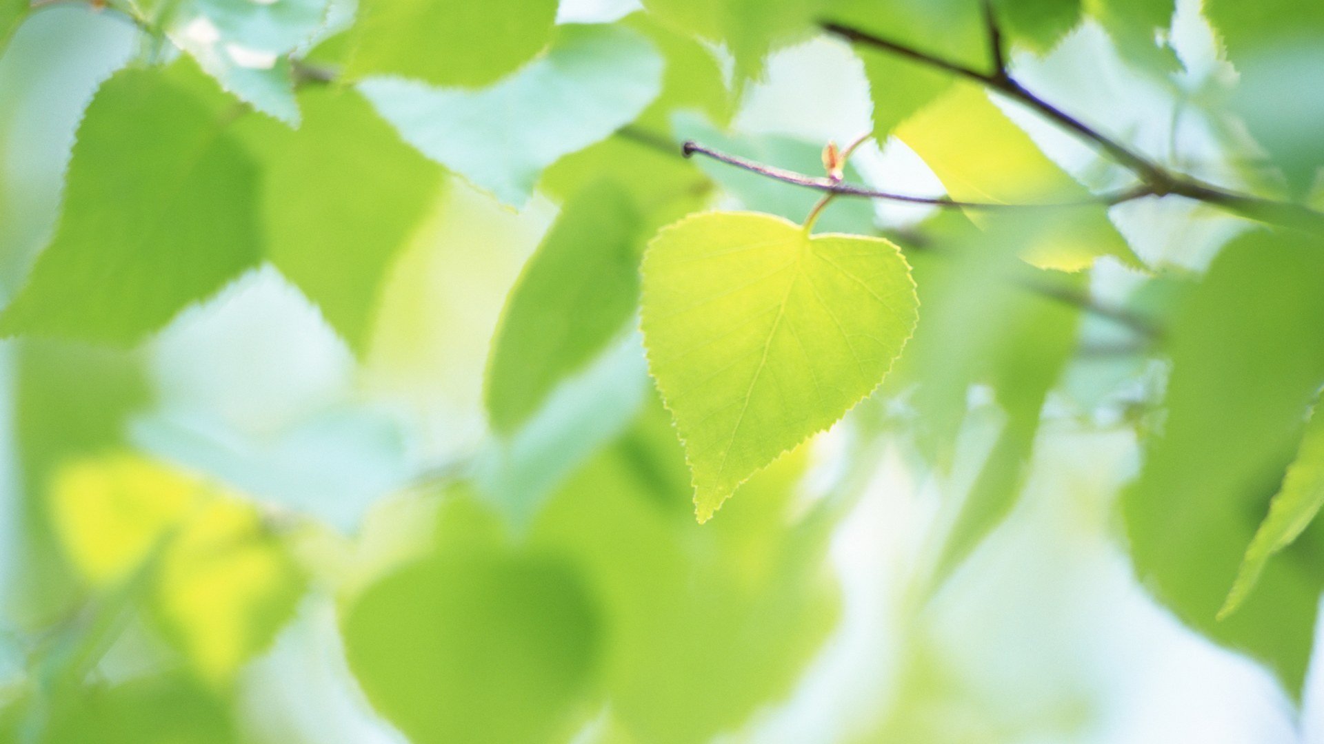 blatt blätter grün sommer