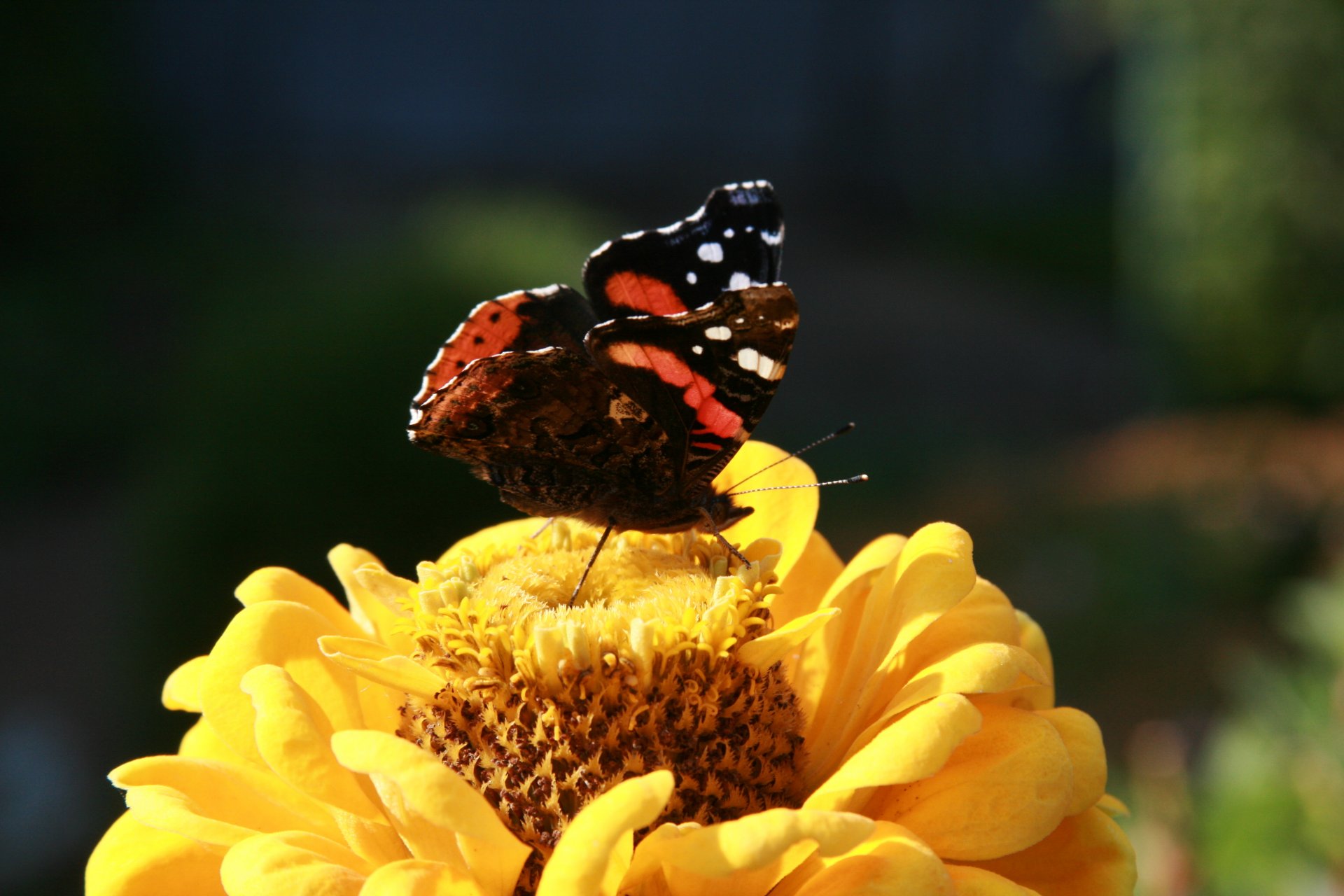 tło tapety makro natura roślina owad motyl ogród lato kwiaty kwiat