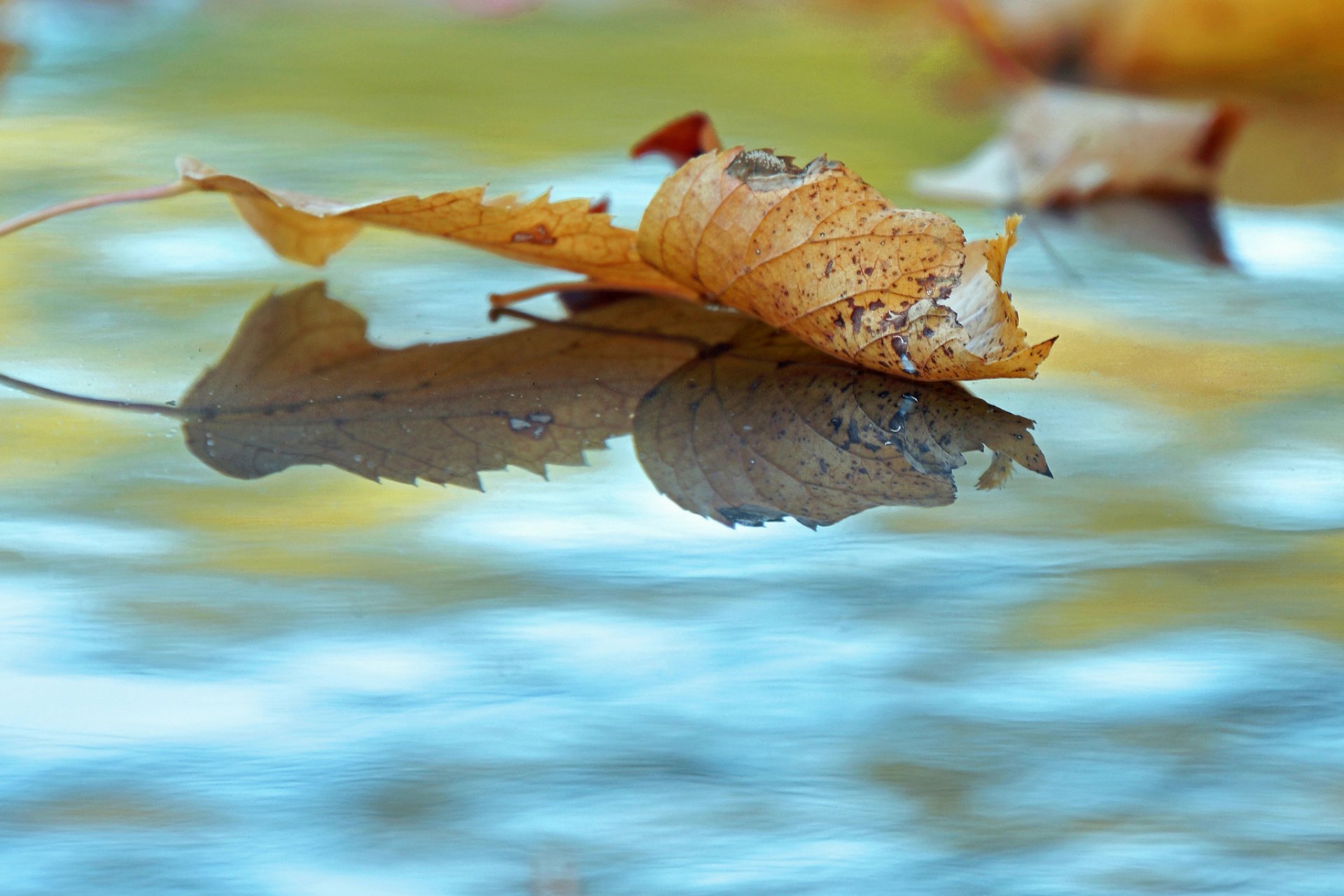 herbst wasser gefallene blätter