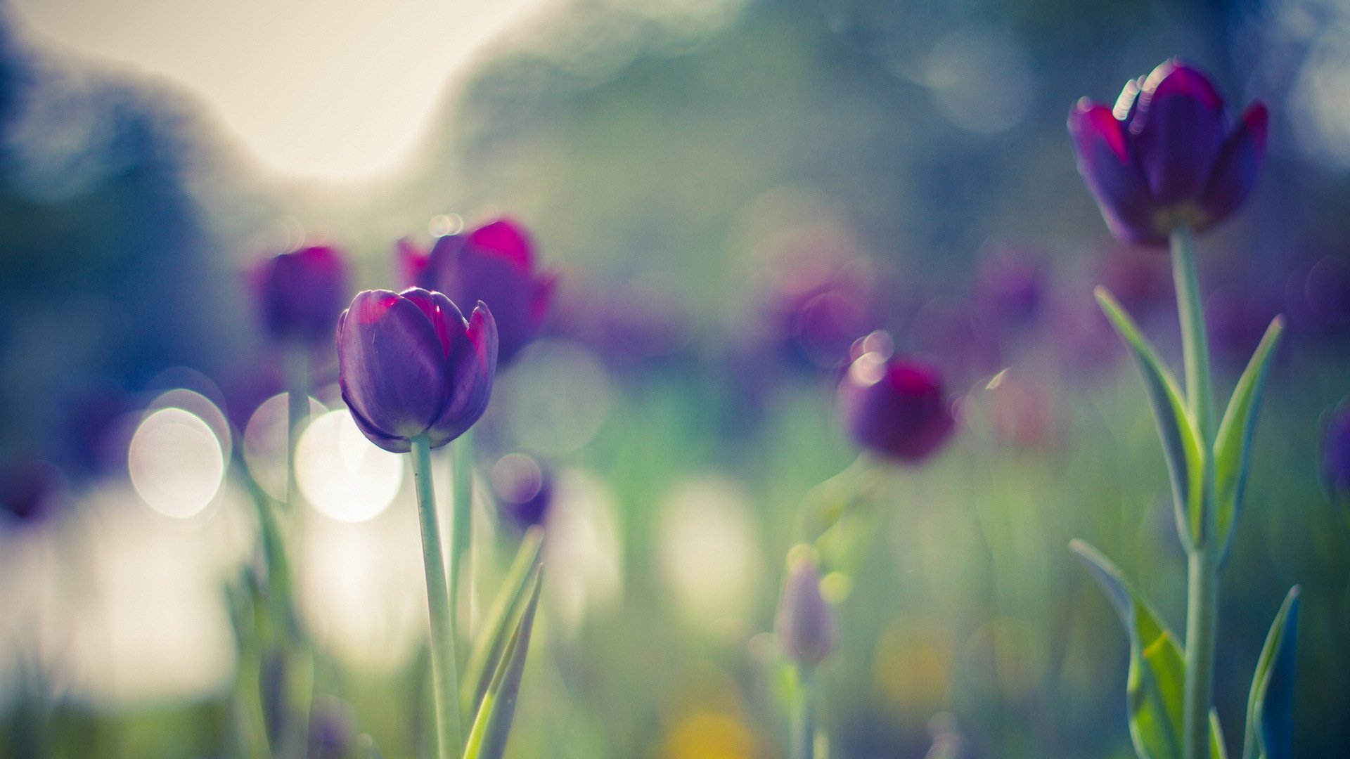 tulips flowers bokeh summer colors purple