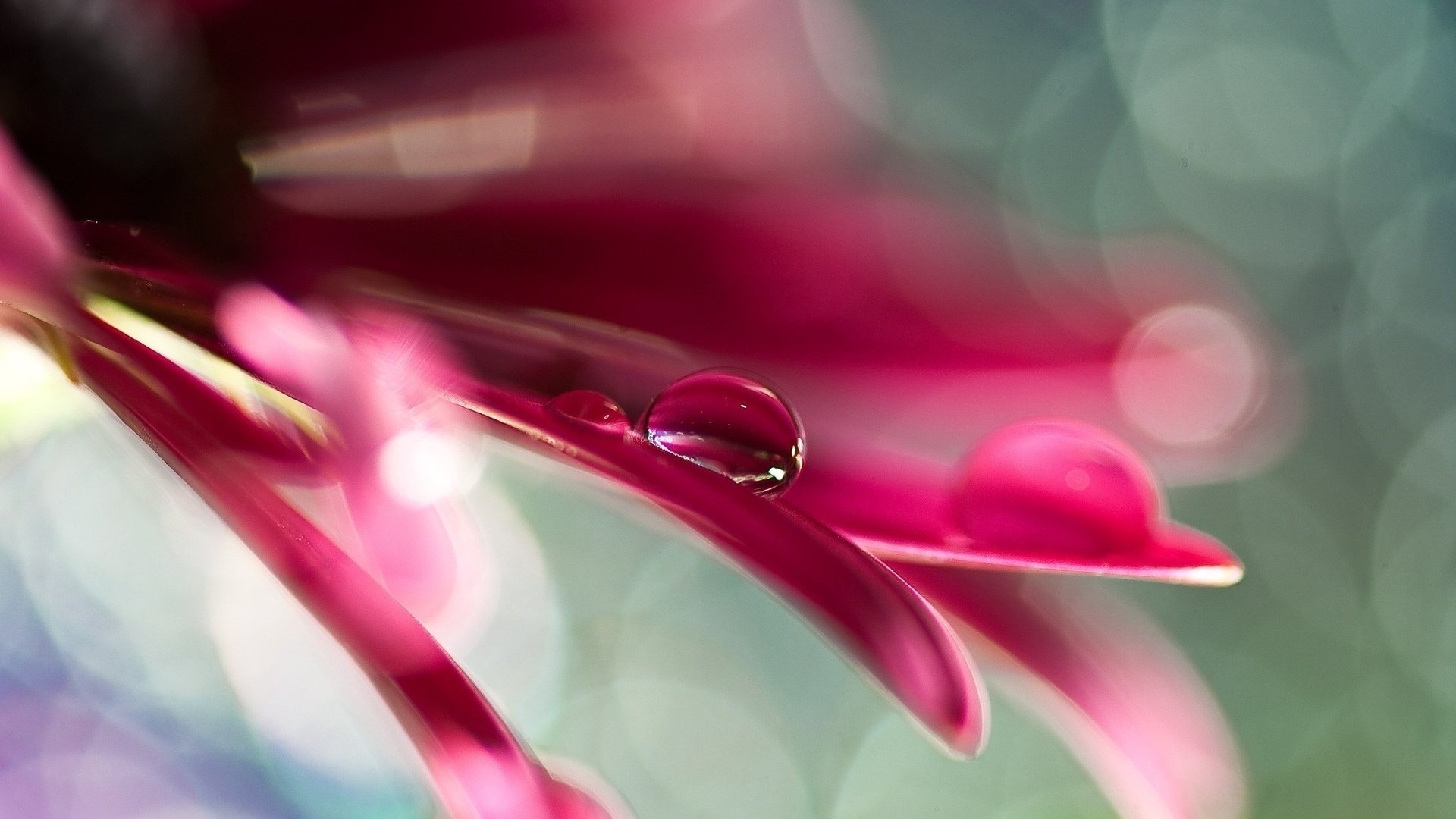 flower petals drop close up water