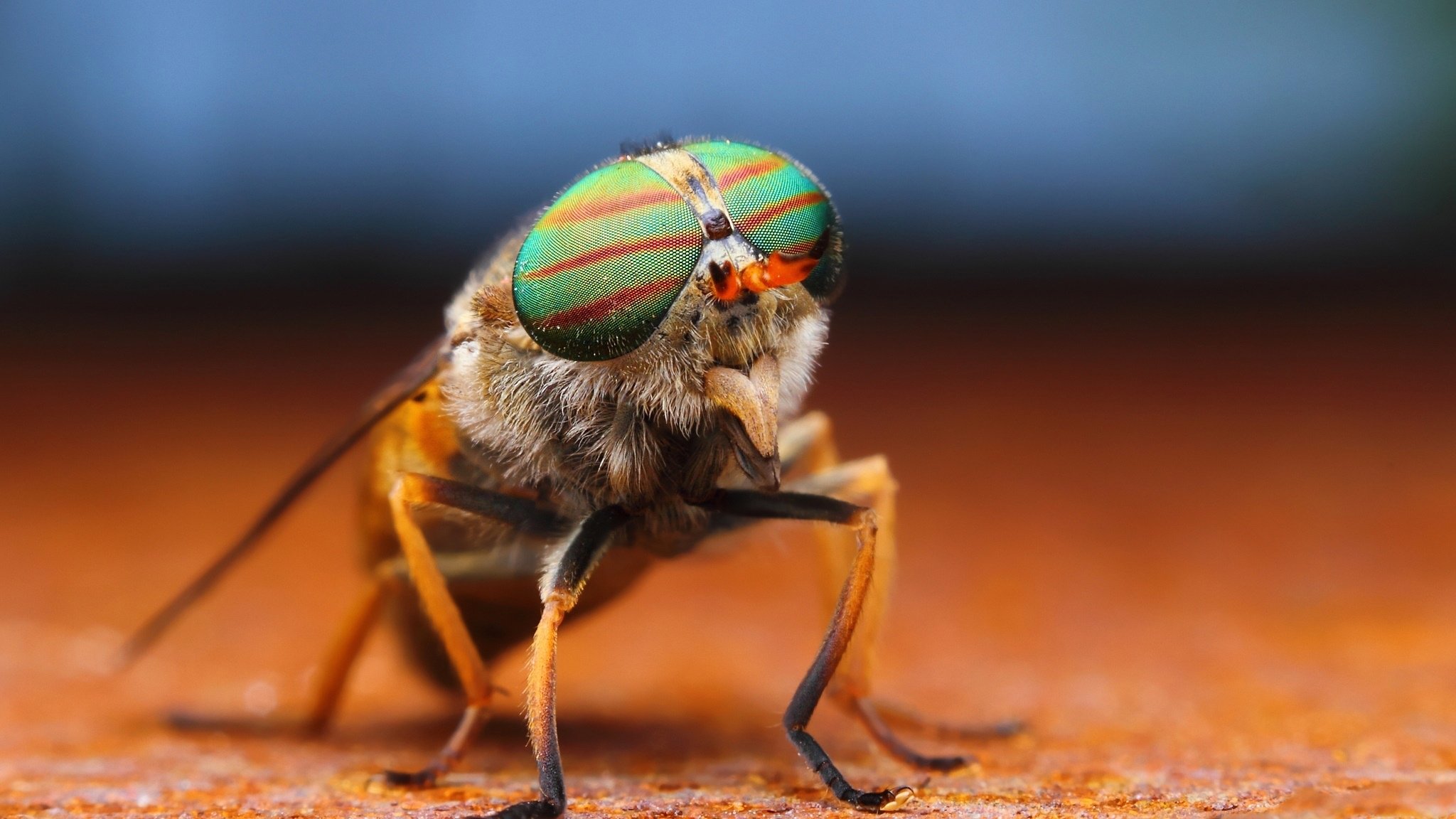 insecto mosca patas ojos probóscide alas