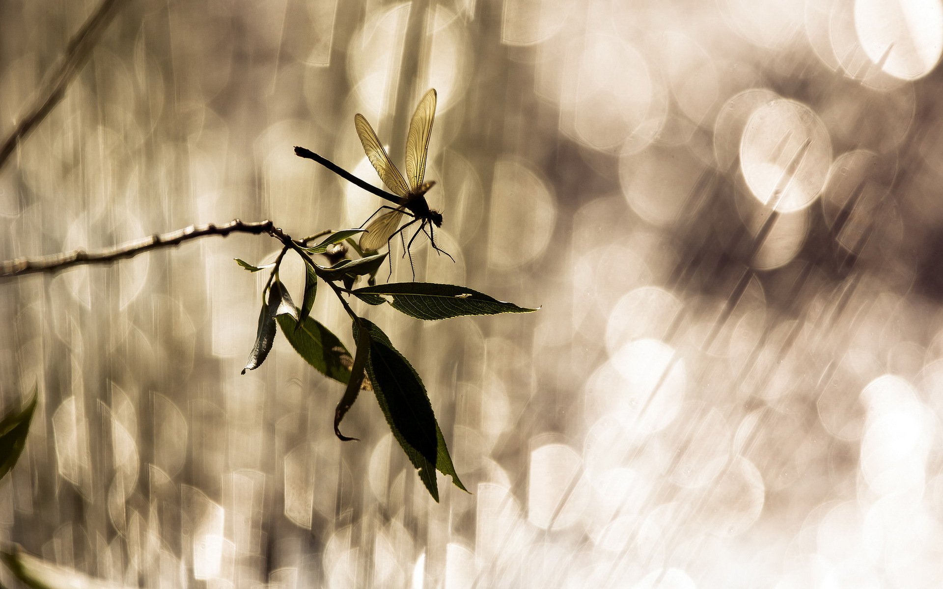 branch leaves dragonfly reflection