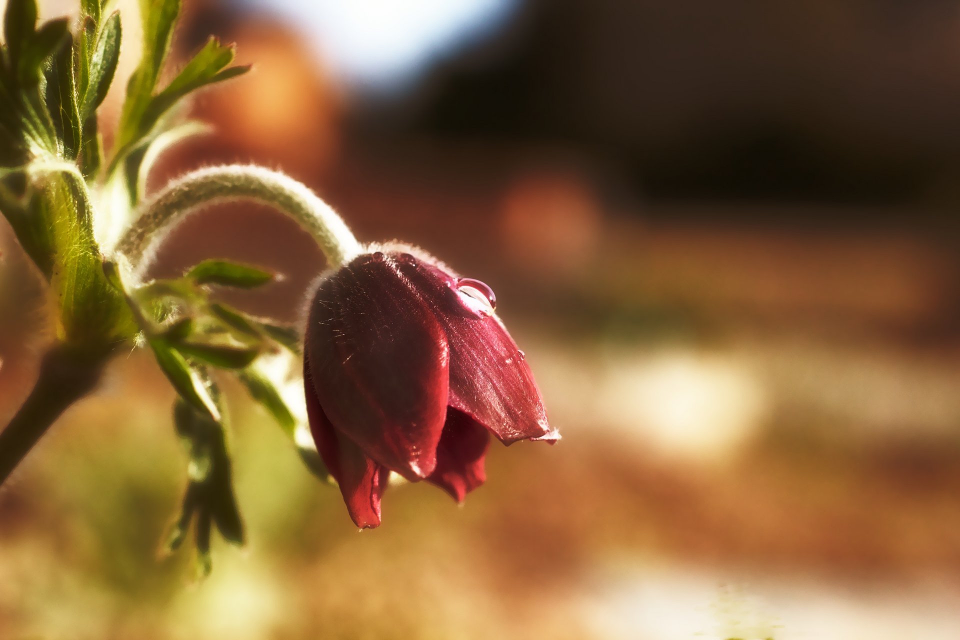 campanilla de invierno flor hierba de sueño gota primavera