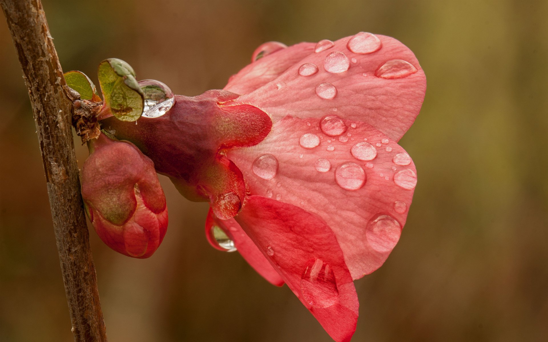 rama flor rosa gotas árbol primavera brote