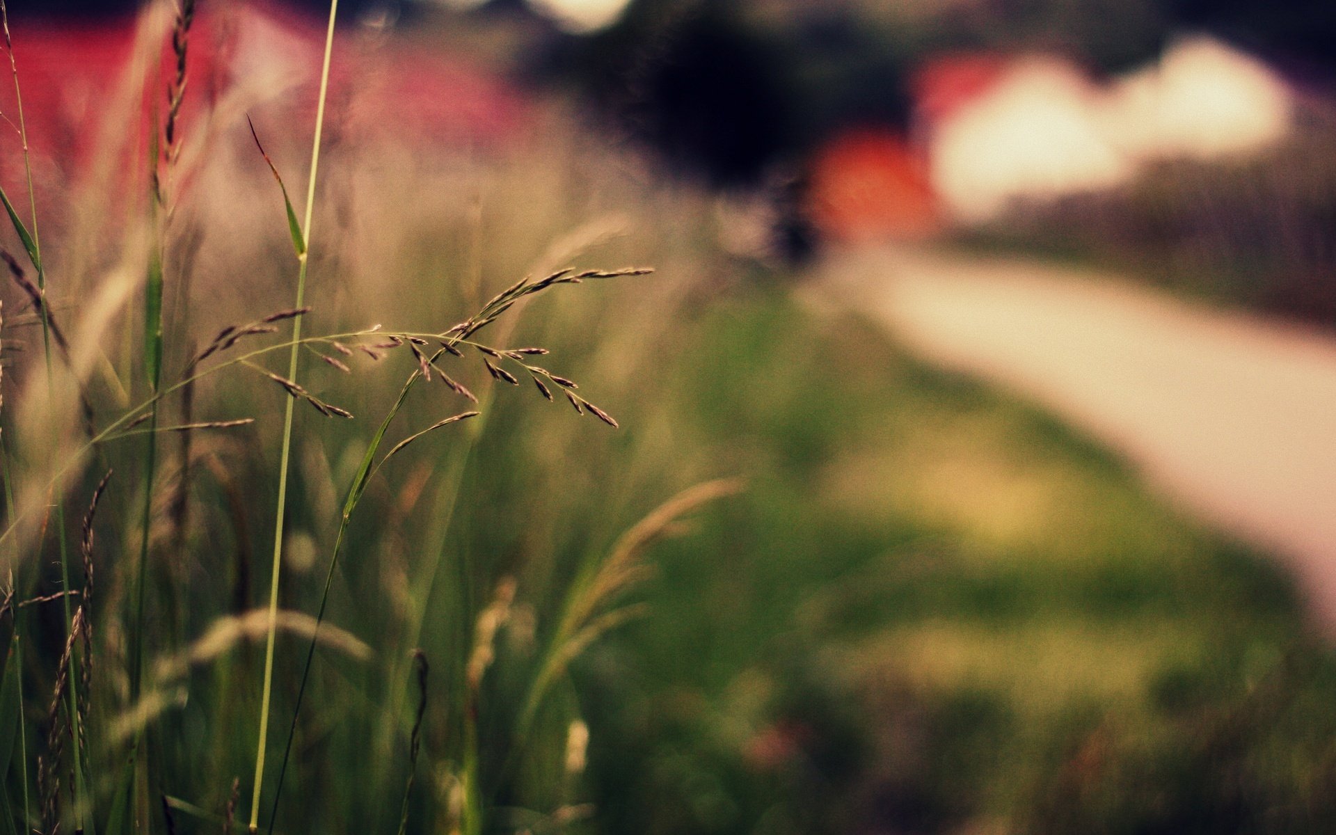 makro pflanze grün ohren ährchen gras natur unschärfe bokeh makro hintergrund tapete widescreen vollbild widescreen widescreen