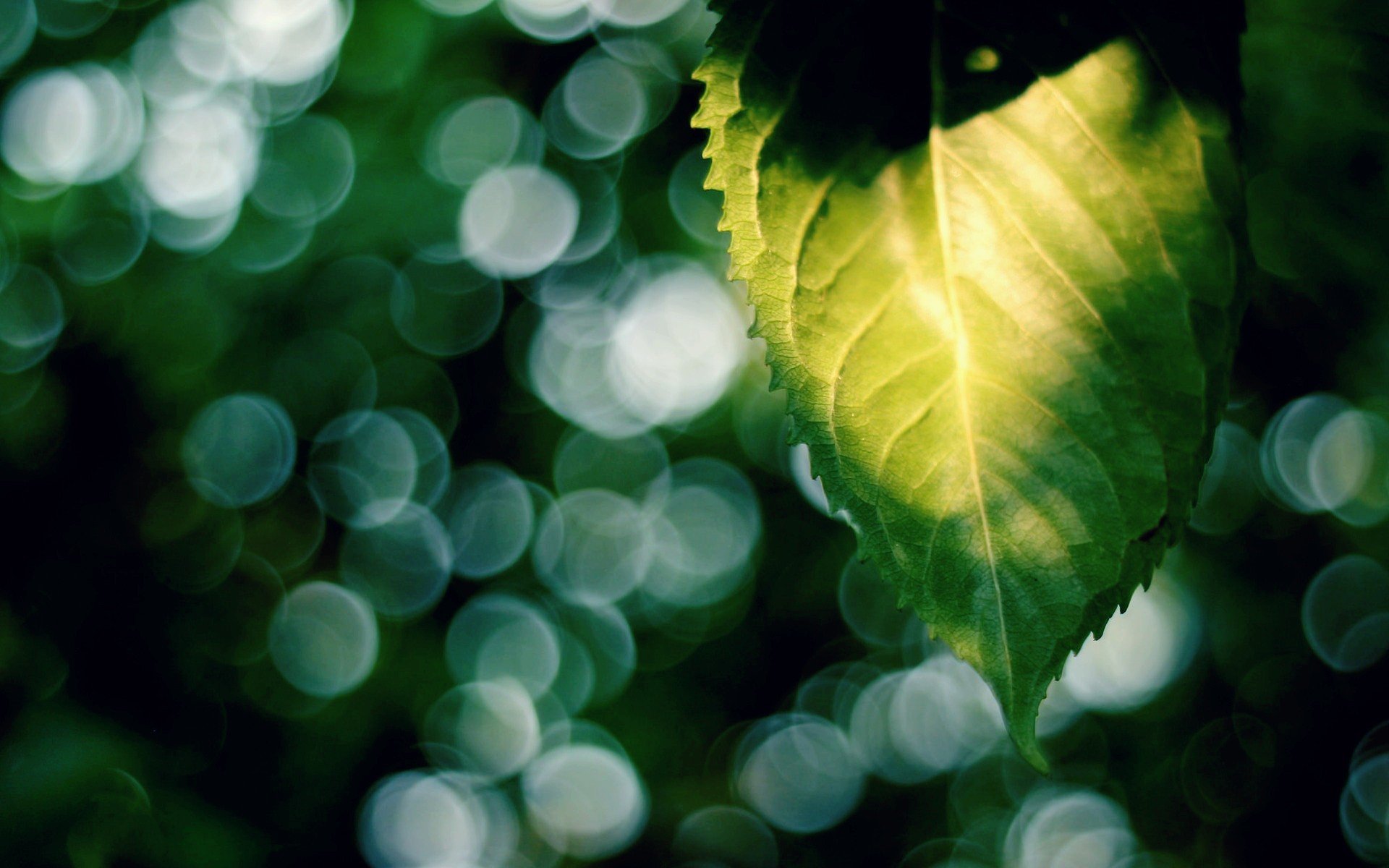 macro leaf leaflet leaves green blur bokeh macro sun rays background wallpaper widescreen fullscreen widescreen widescreen