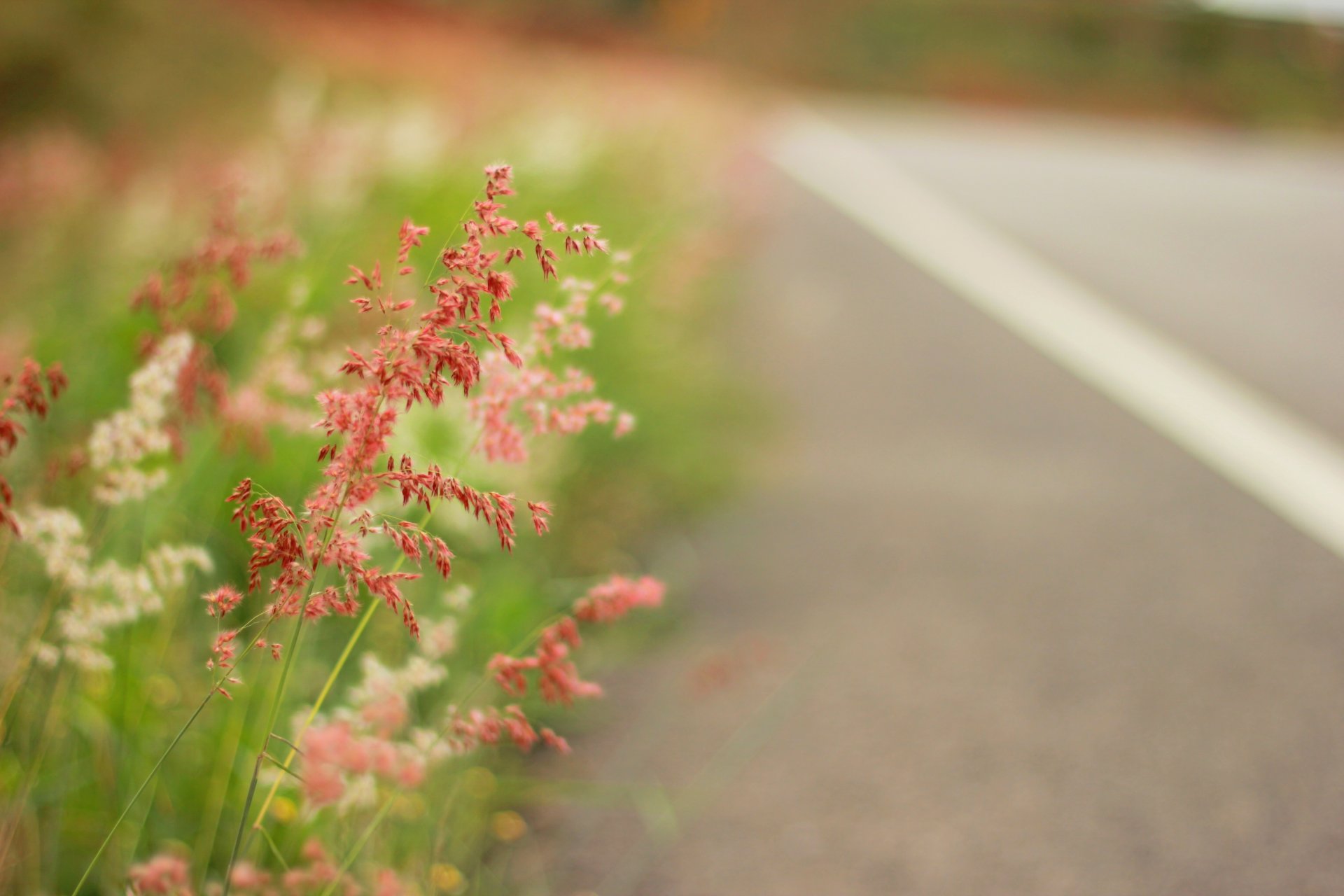 field grass highway summer close up nature meadow road path