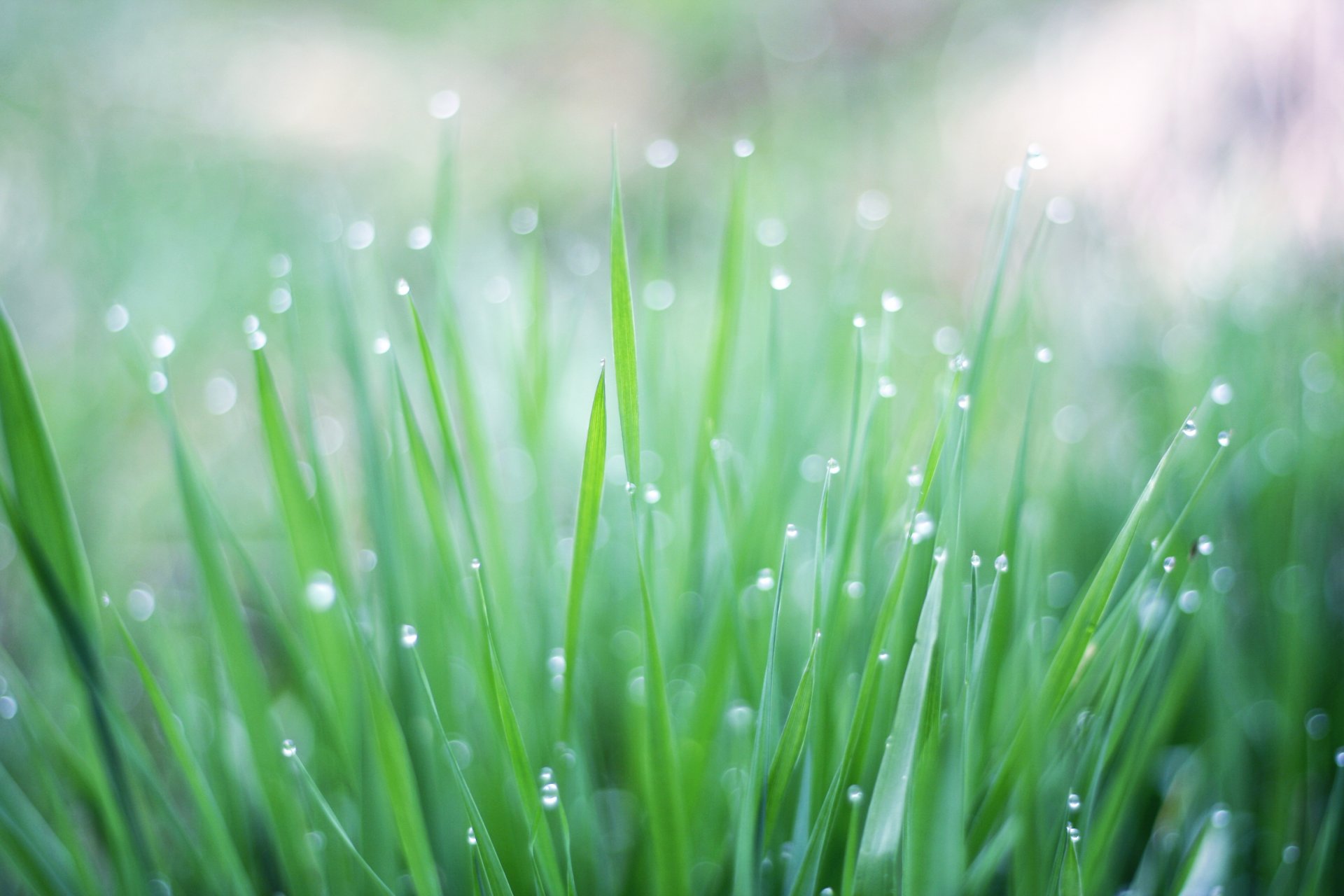 herbe verte gouttes eau rosée