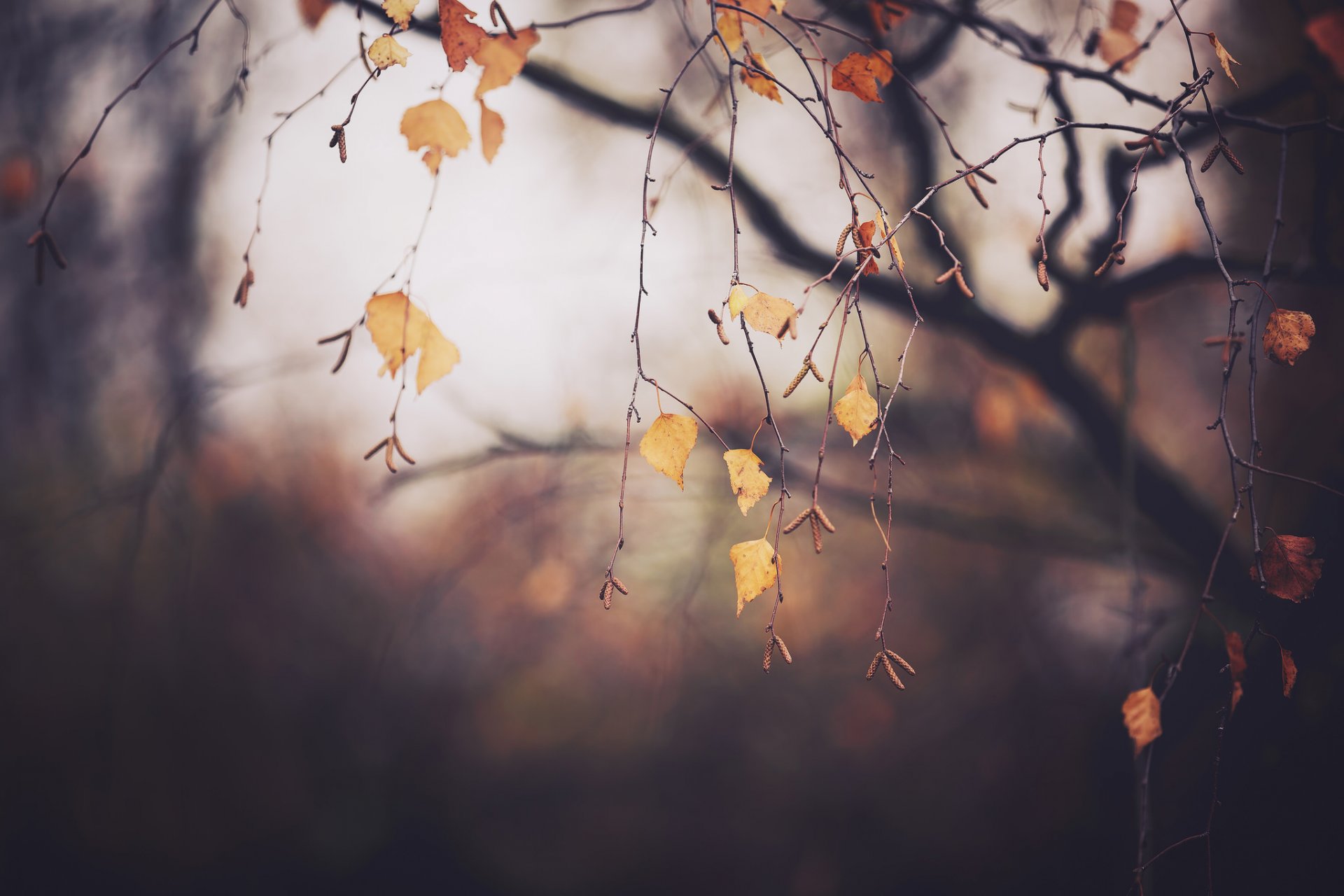 herbst november baum zweige laub