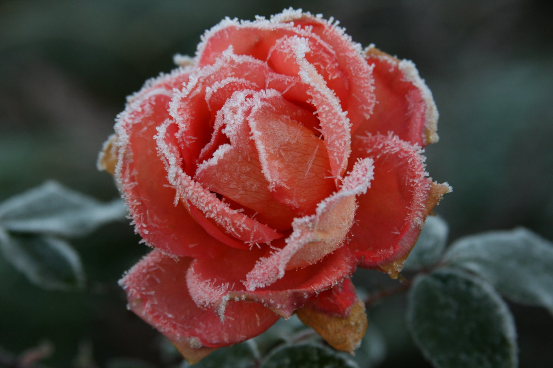 fond papier peint macro nature plante fleur fleurs rose roses givre gel froid automne