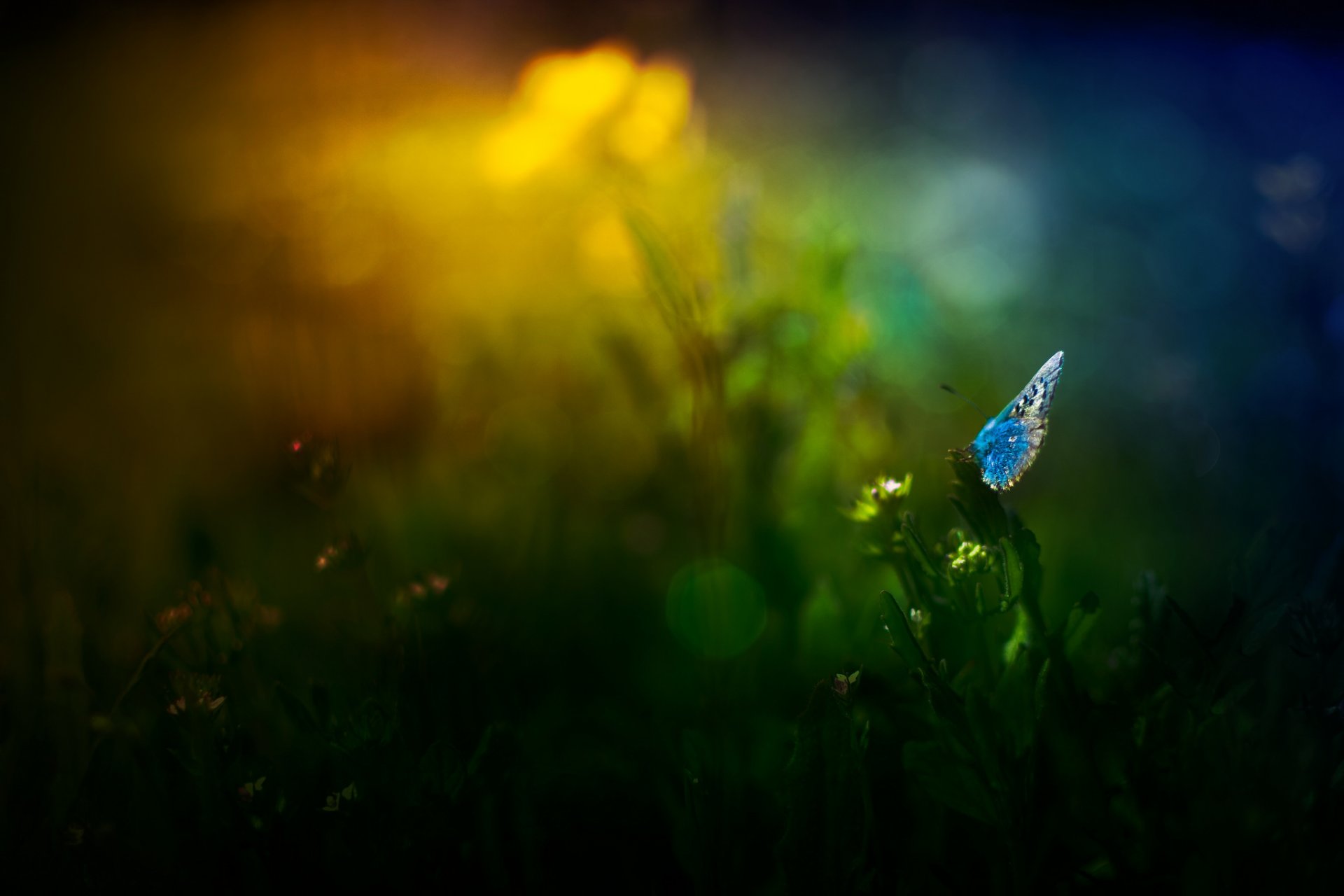 hierba flores mariposa reflejos