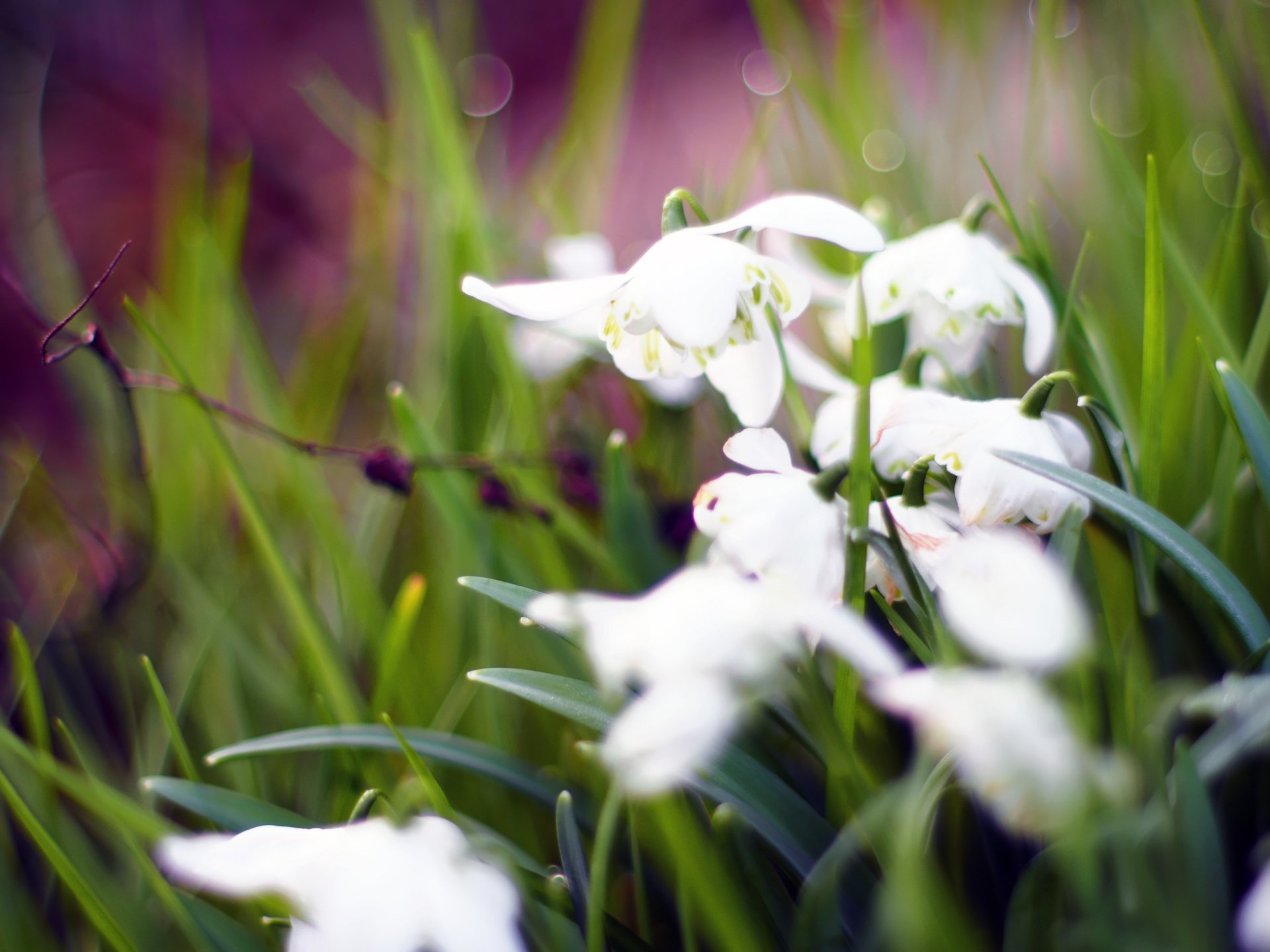 primavera fiori bokeh