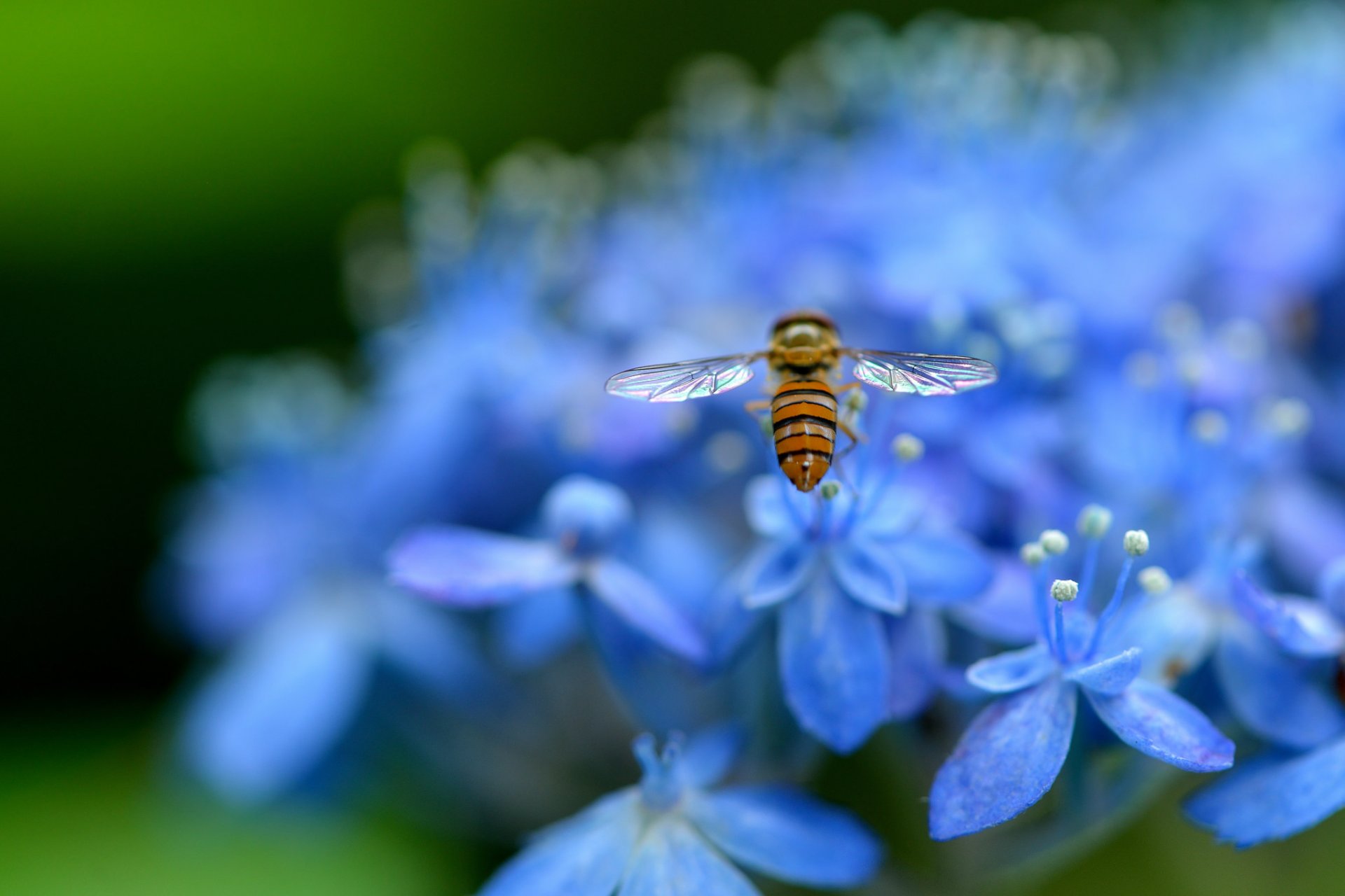 hortensia azul pétalos flores insecto macro desenfoque naturaleza