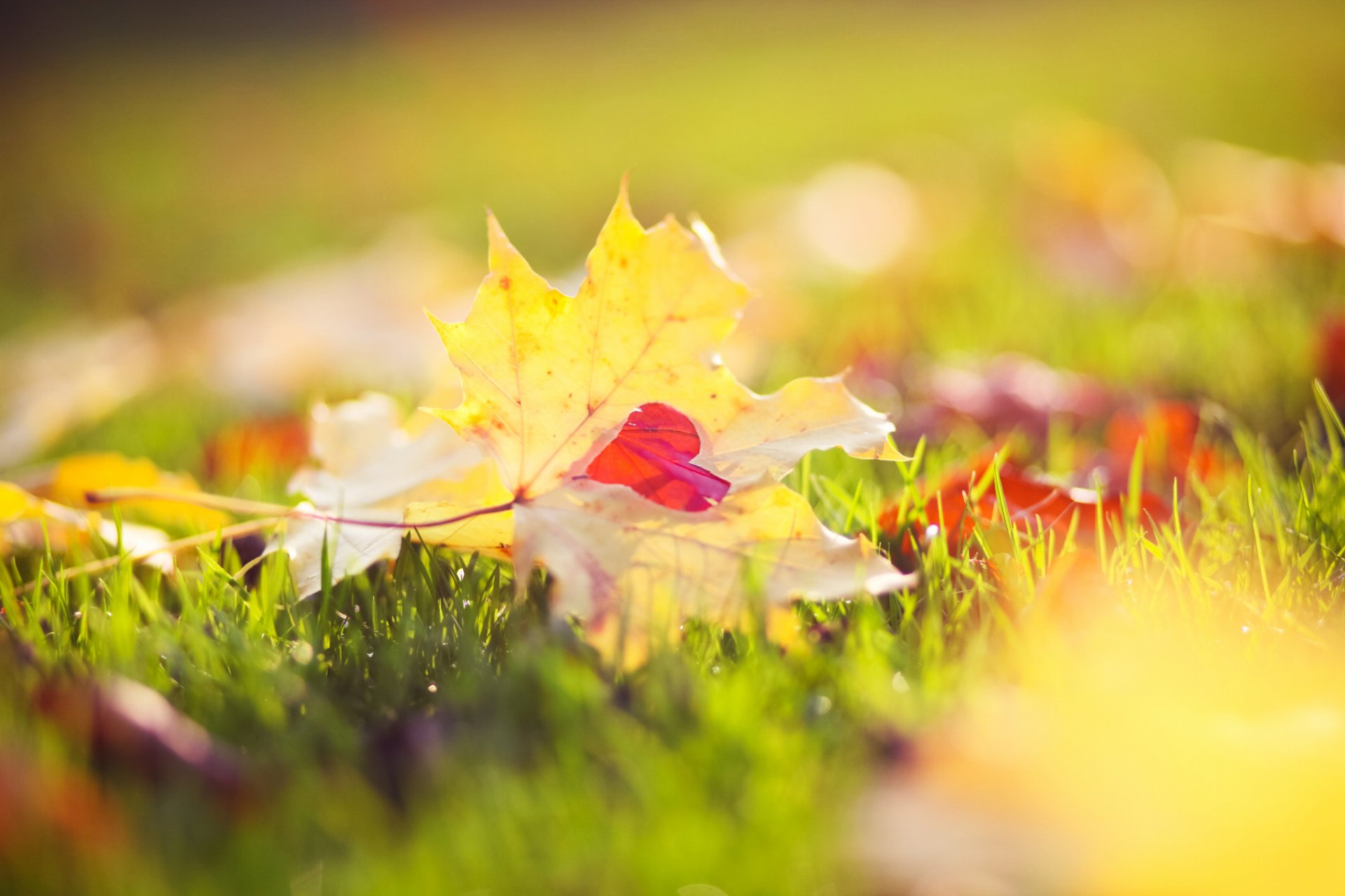 foglie giallo acero cuore erba luce bokeh autunno natura macro