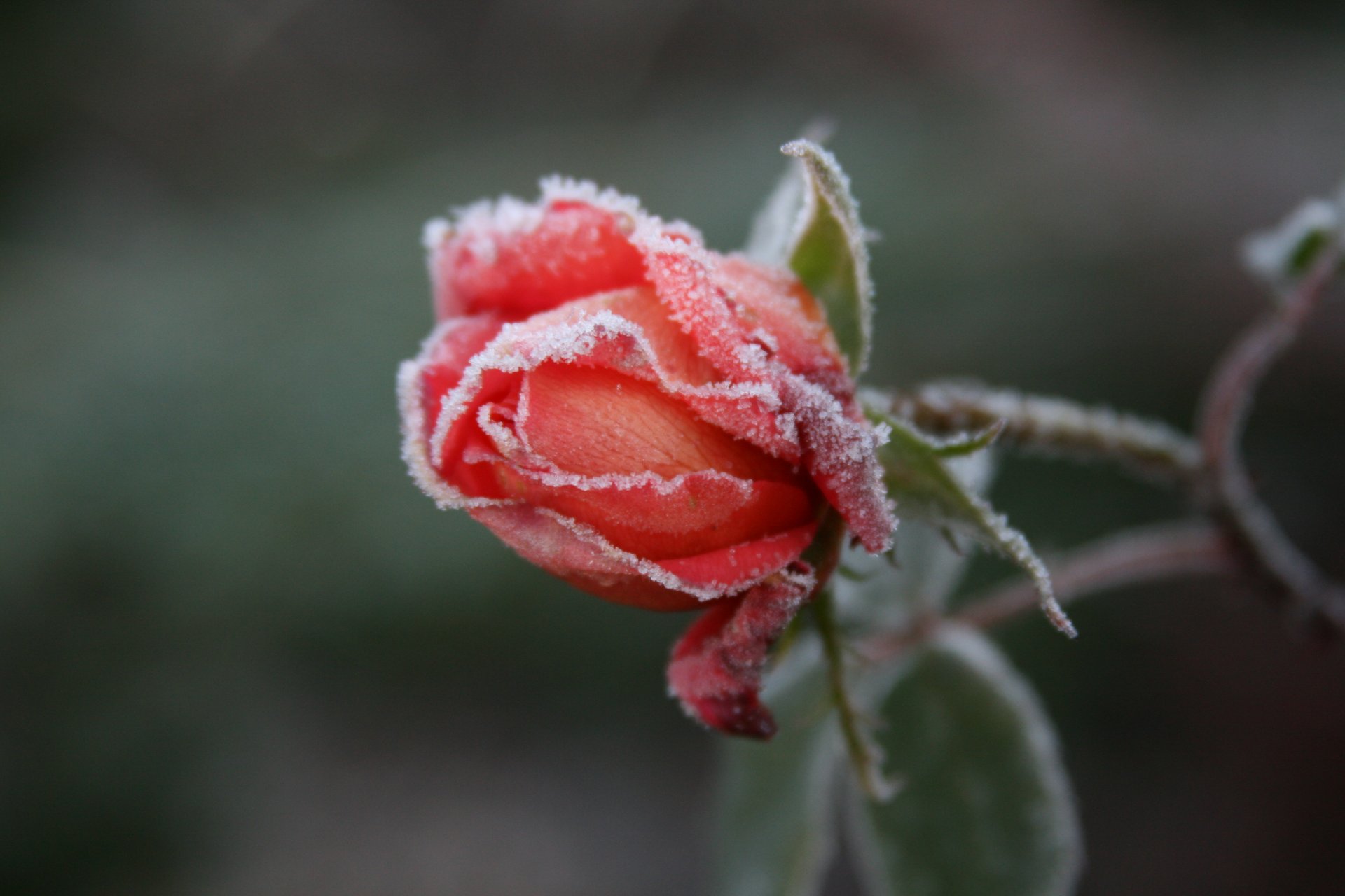 hintergrund tapete makro blumen blume rosen rose frost kälte frost garten