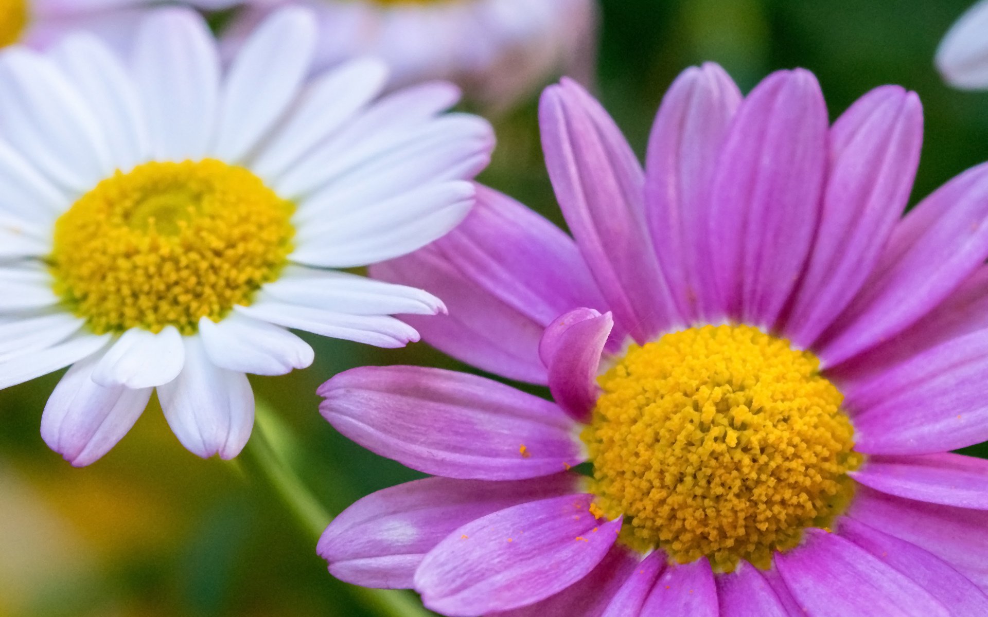 flower chamomile two close up