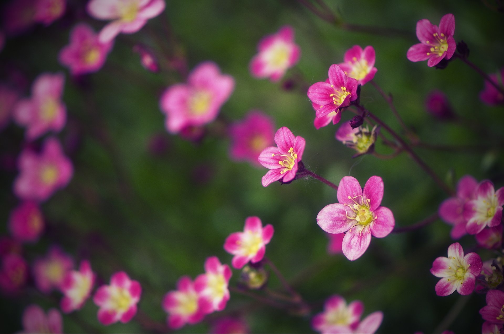 fleurs gros plan flou