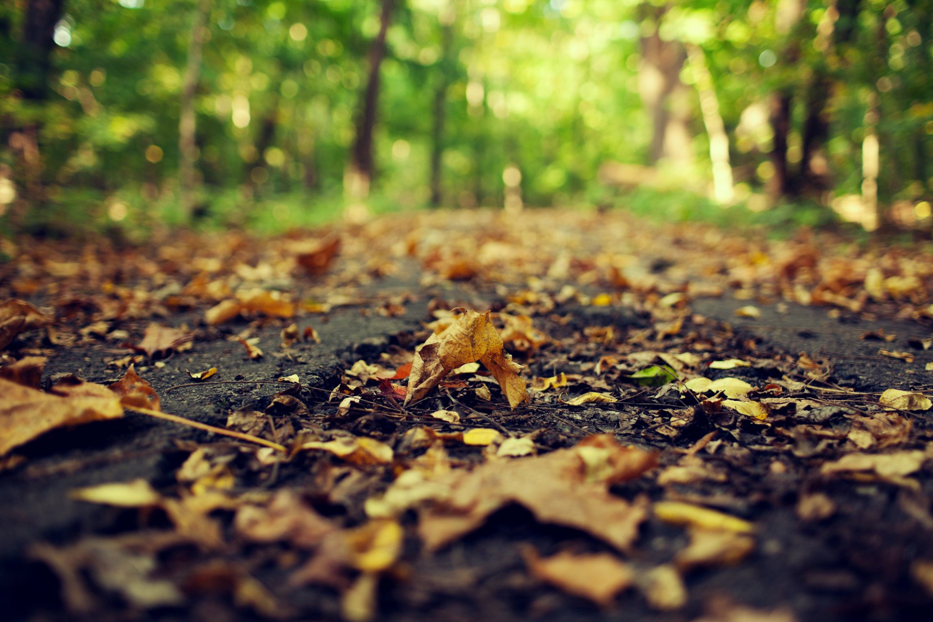 foglie secco caduto giallo strada asfalto macro sfocatura bokeh autunno natura