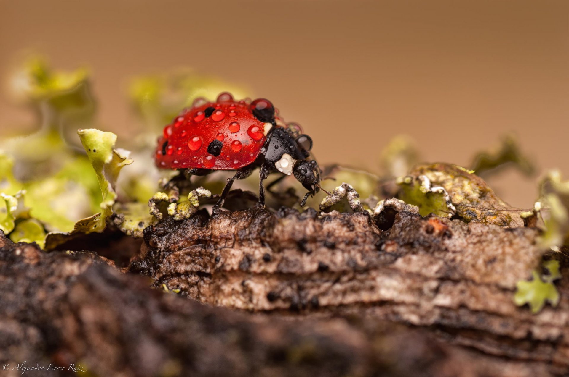 coccinella macro gocce rugiada