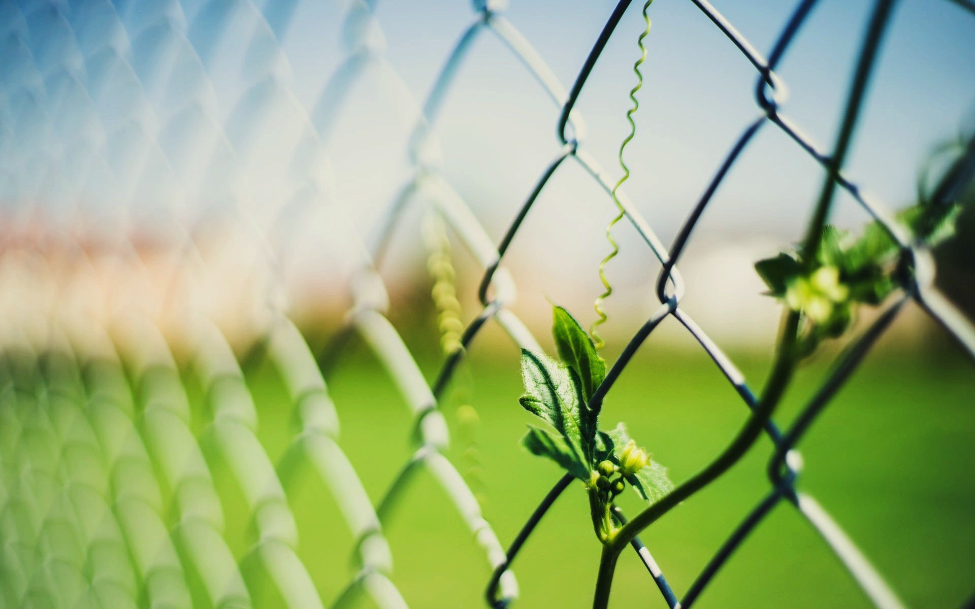 macro leaflet leaflet leaves leaves mesh fence fence fence blur background wallpaper widescreen fullscreen widescreen widescreen