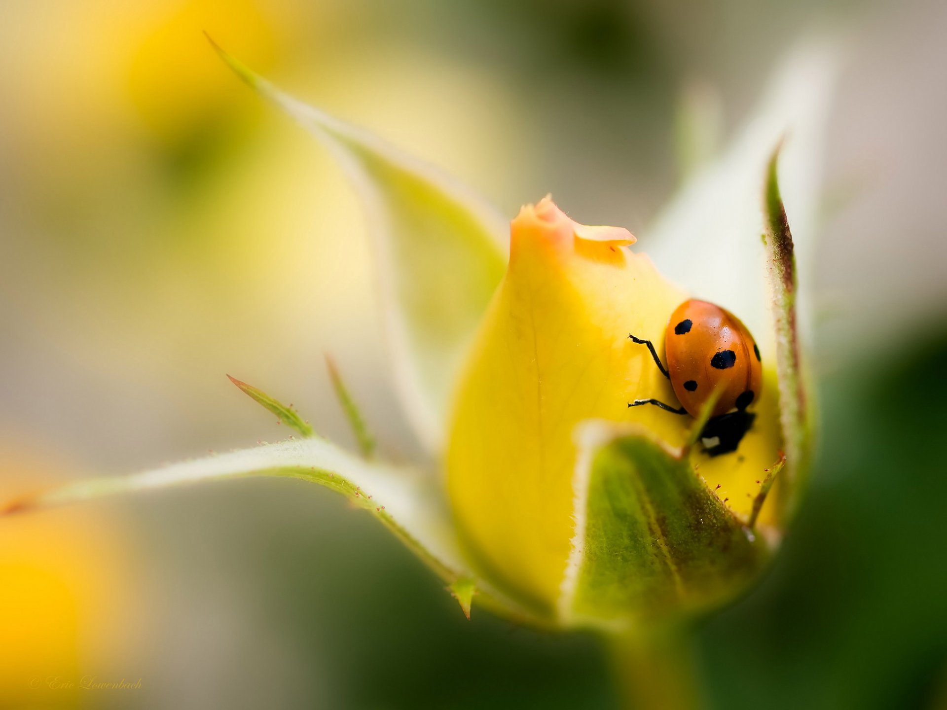 rosa giallo bocciolo fiore coccinella