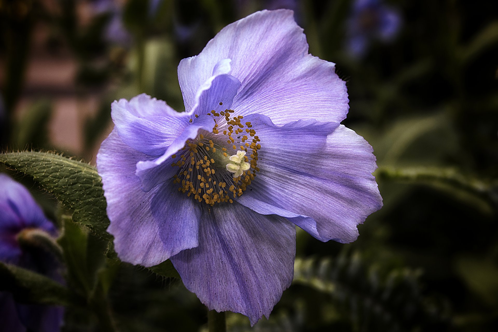 himalaya azul amapola flor