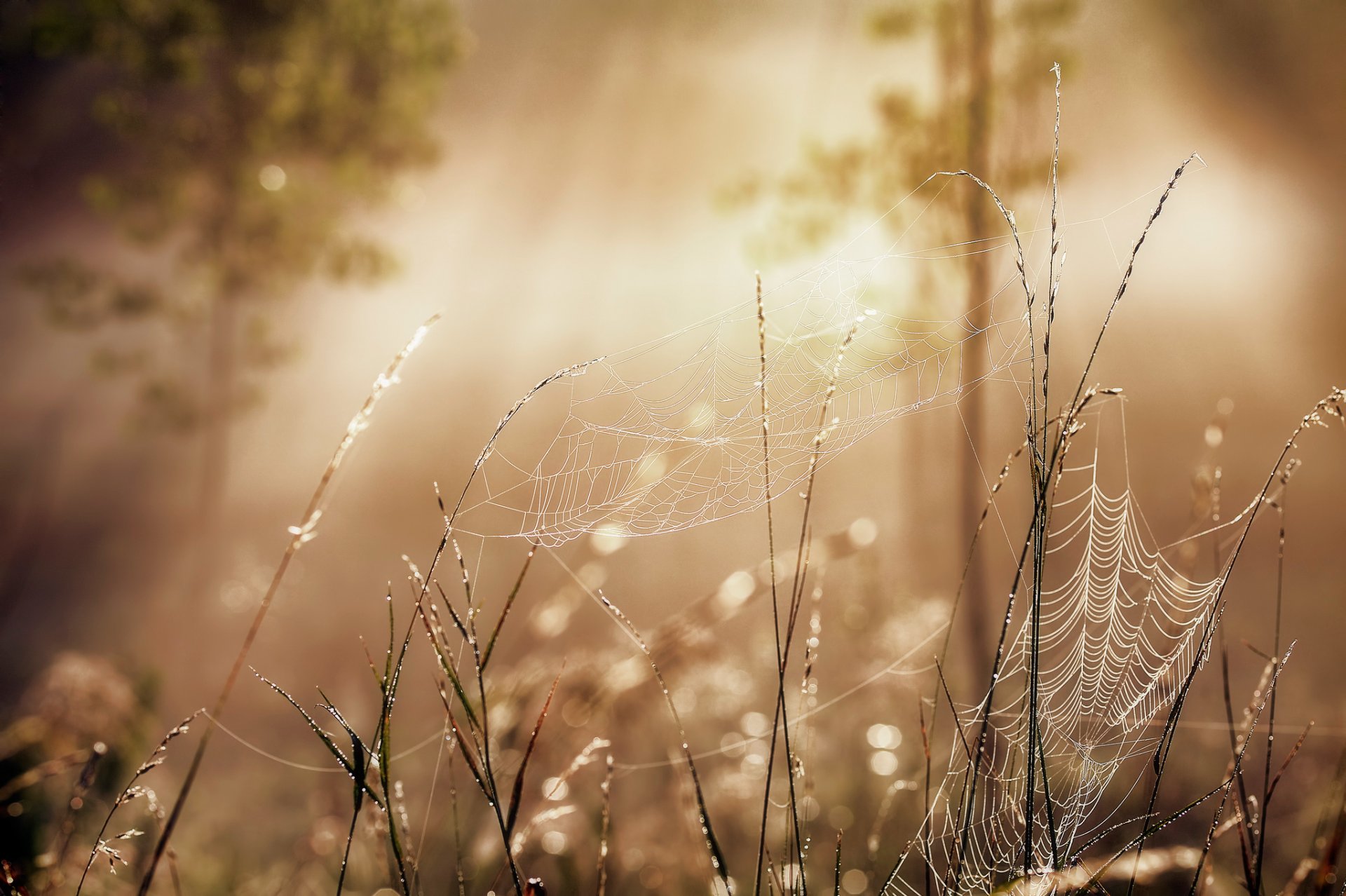 toiles d araignées plexus forêt arbres feuillage lumière soleil rayons été saison matin rosée brins d herbe