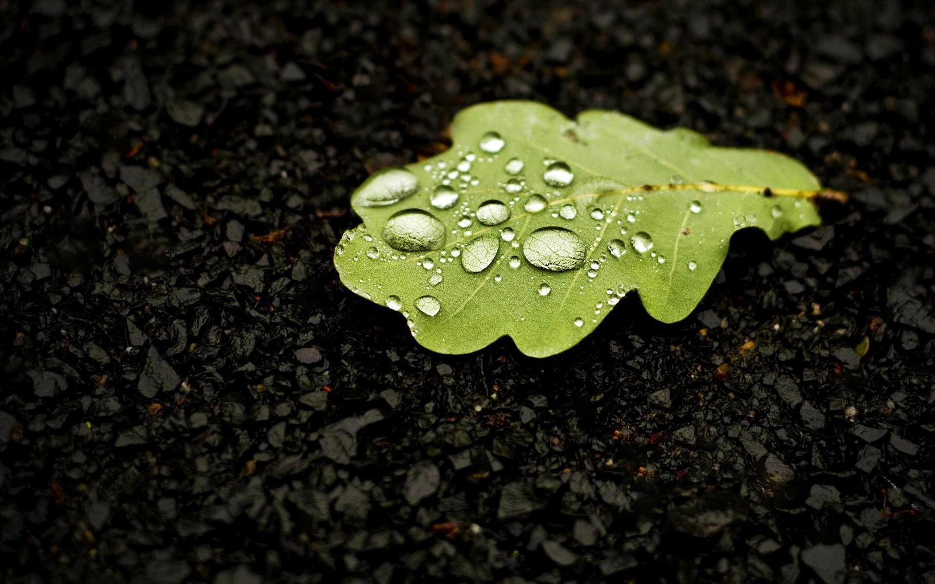 feuille chêne gouttes eau gros plan