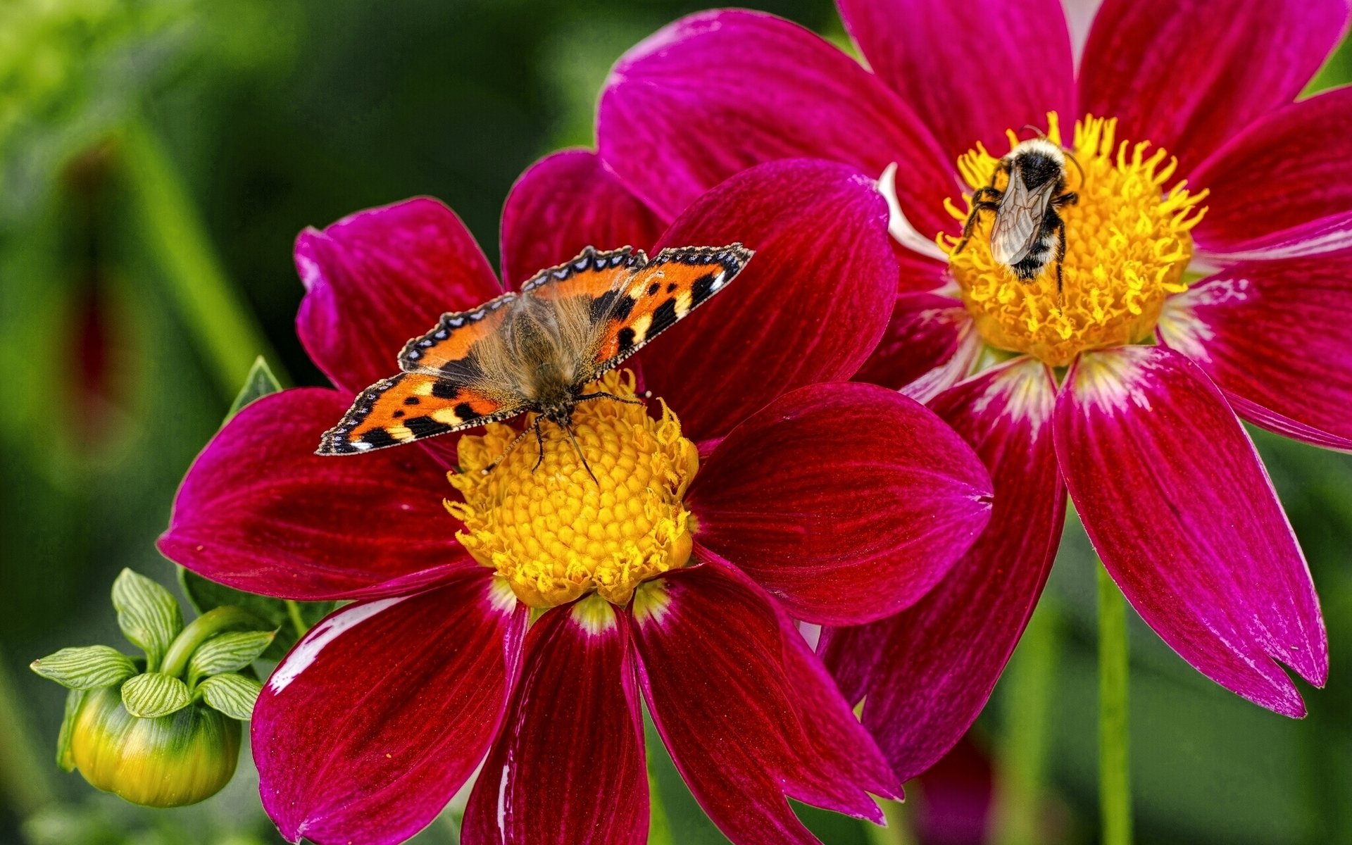 rash butterfly bumblebee insects flower dahlias close up