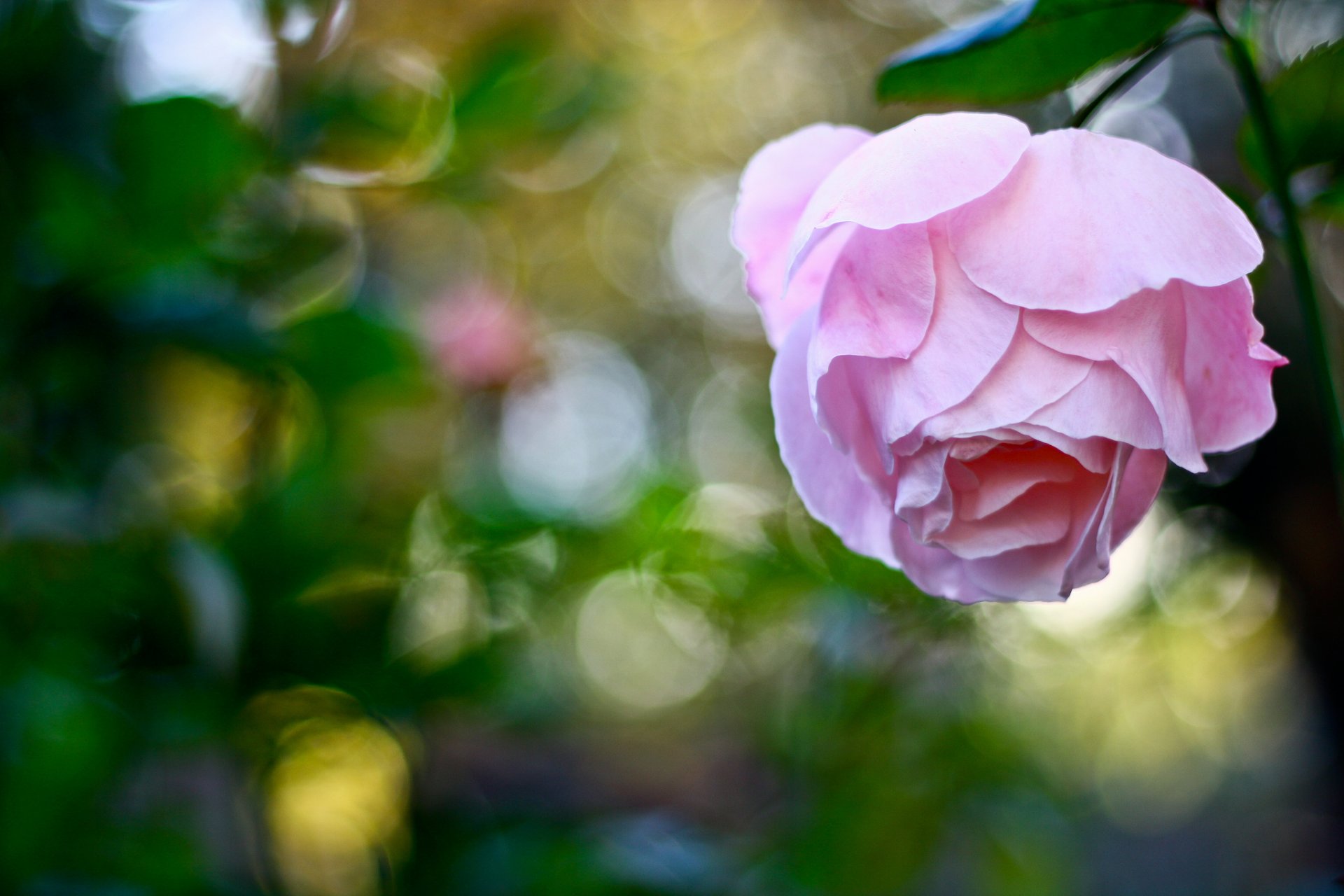 fleur rose rose éblouissement